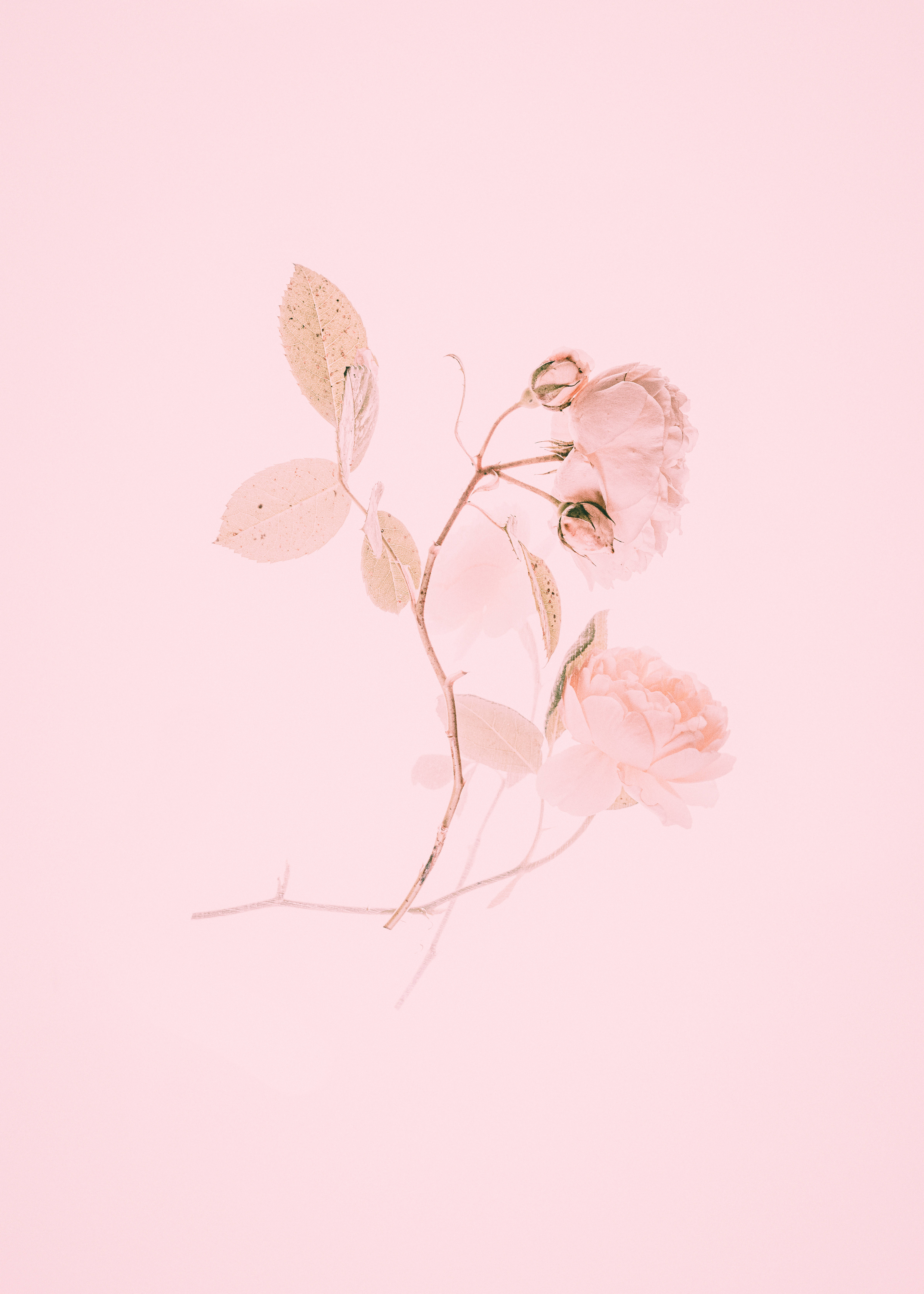 Mga Mapang-akit na Pink Tulips sa Pamumulaklak Wallpaper