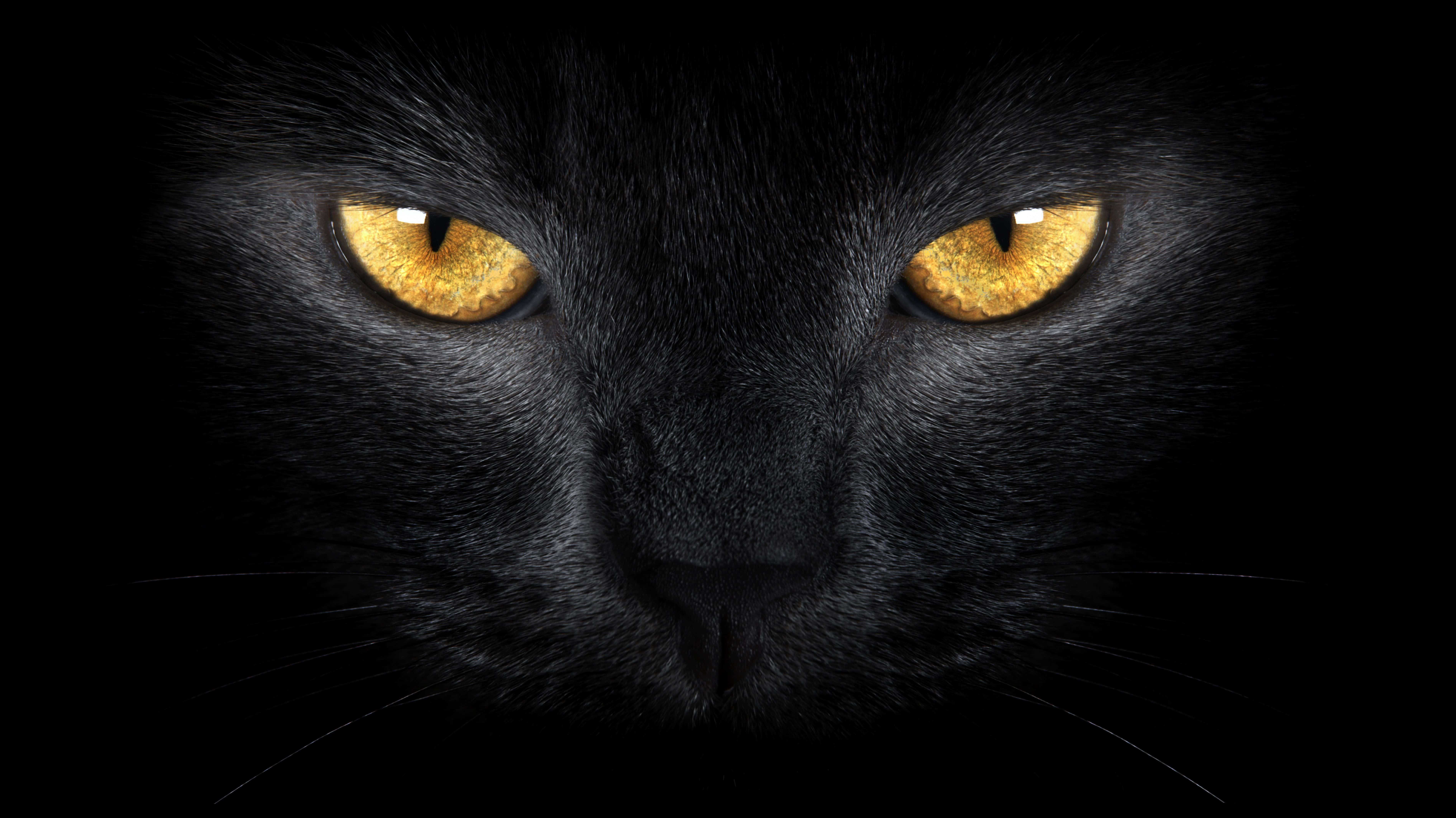 Mga Mata ng Pusa na Ginto sa Itim Wallpaper