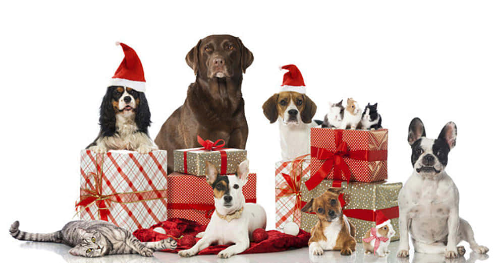 Mga nakakatawang larawan ng Pasko Wallpaper
