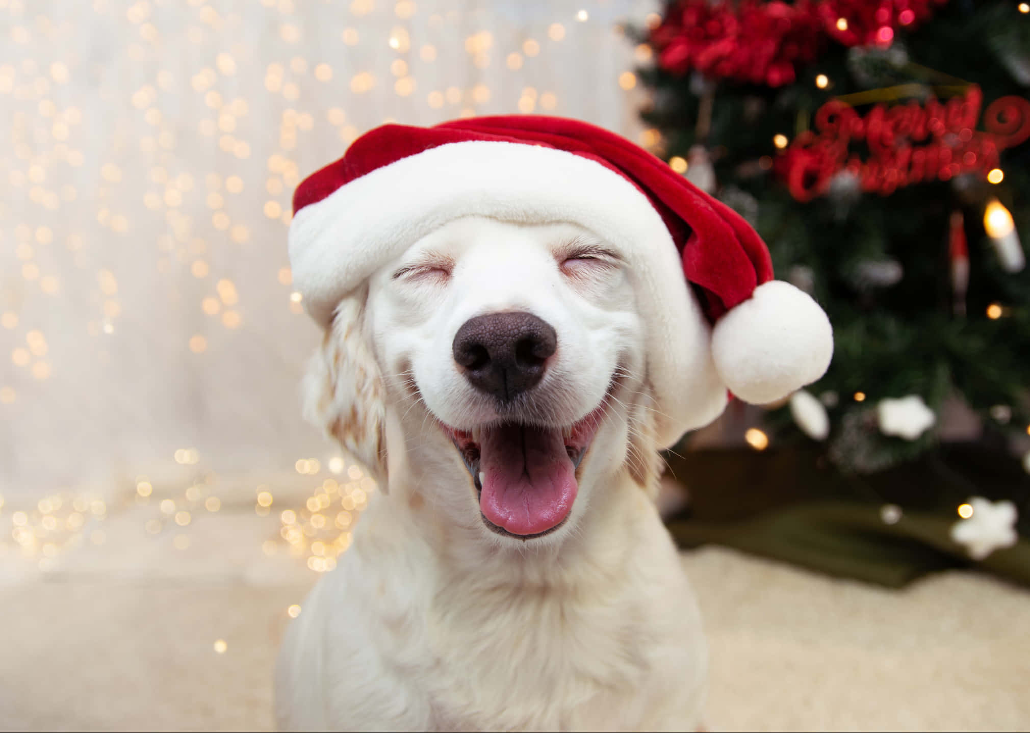 Mga nakakatawang larawan ng Pasko Wallpaper