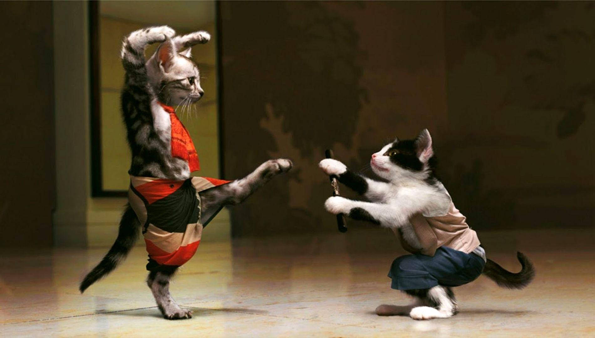 Mga Nakakatawang Pusang Mandirigma Wallpaper