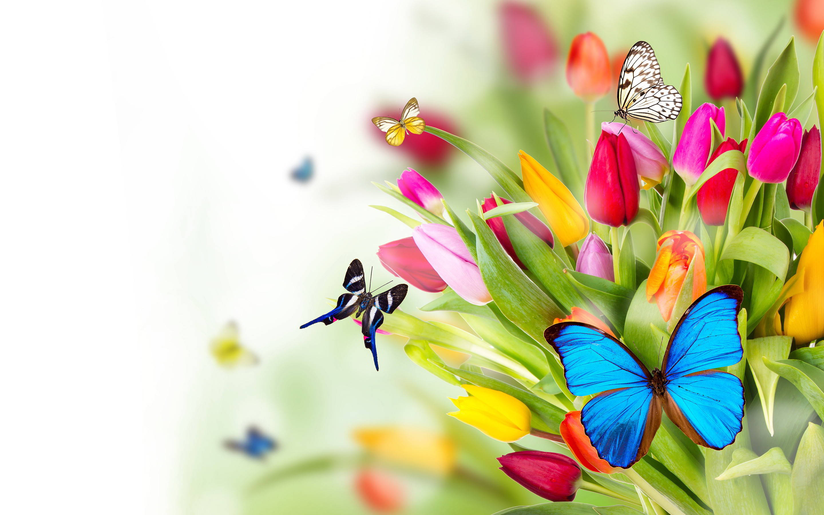Mga Nakatutuwang Paruparo at Tulips sa Tagsibol Wallpaper
