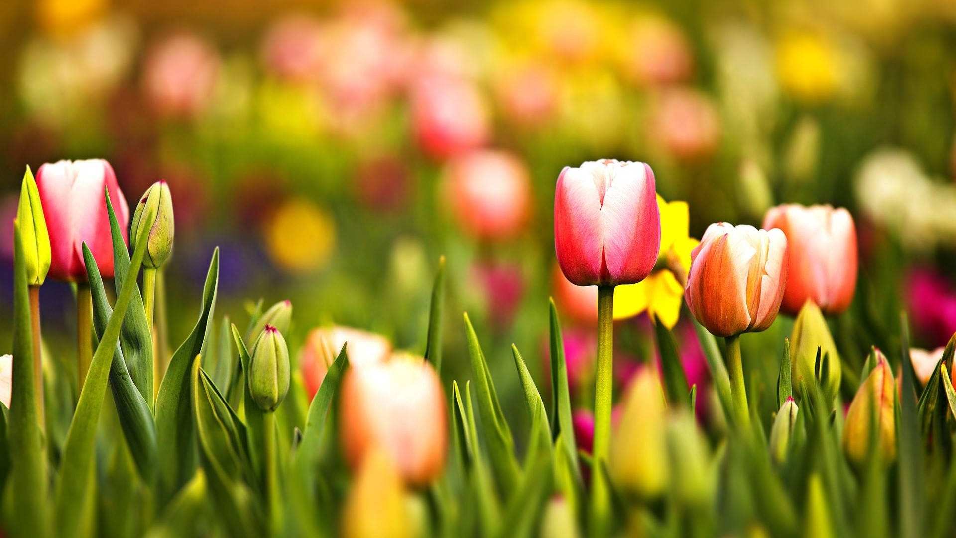 Mga Nakatutuwang Tulipan ng Tagsibol Wallpaper