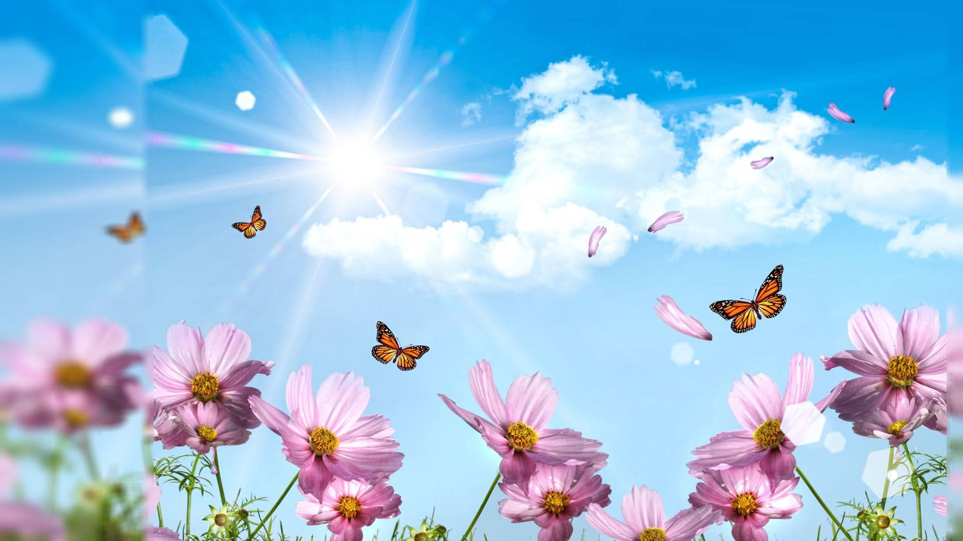 Mga Paru-paro sa Tag-init na Desktop Wallpaper