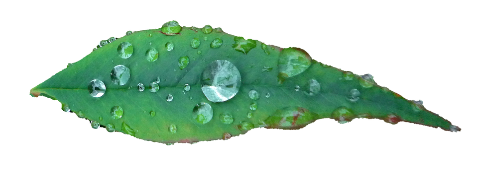 Mga Patak ng Tubig sa Dahong Berde Wallpaper
