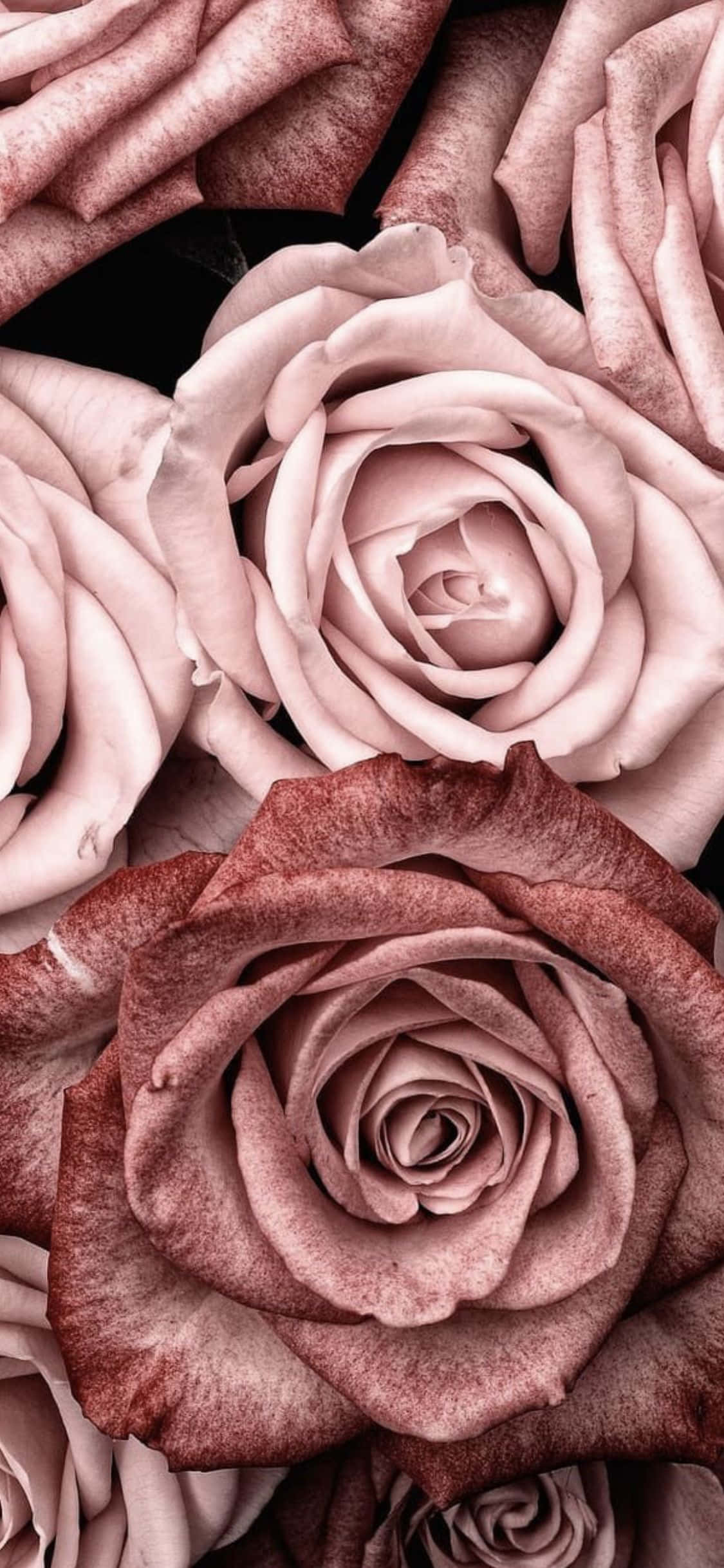 mga pink na rosas sa itim na background Wallpaper