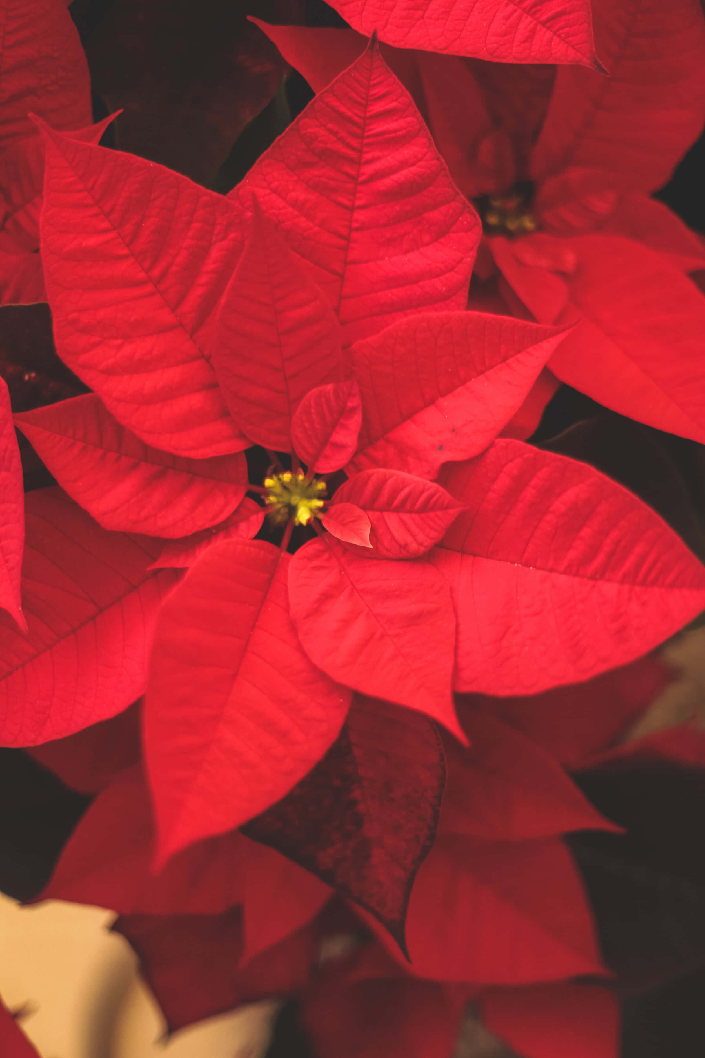Mga Pulang Poinsettia na Bulaklak na Palamuti sa Background ng Eksena ng Pasko Wallpaper