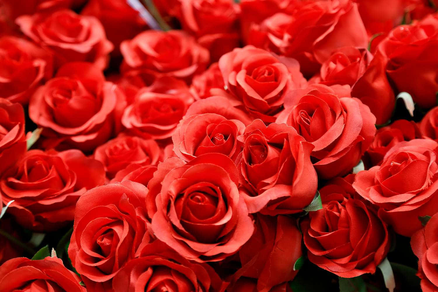 Mga Pulang Rosas na Bulaklak para sa Araw ng mga Puso Wallpaper