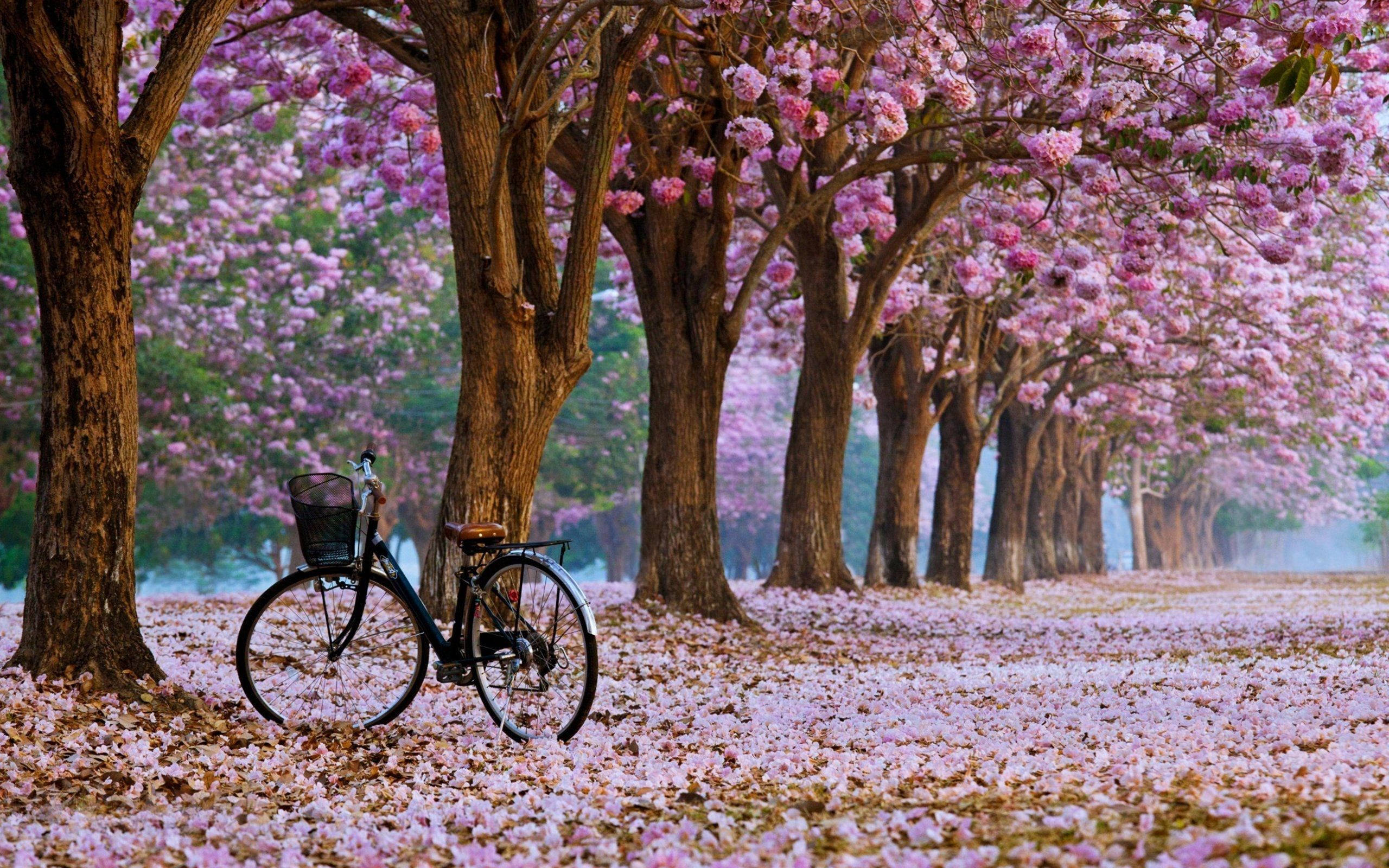 Mga Puno ng Cherry Blossom Wallpaper
