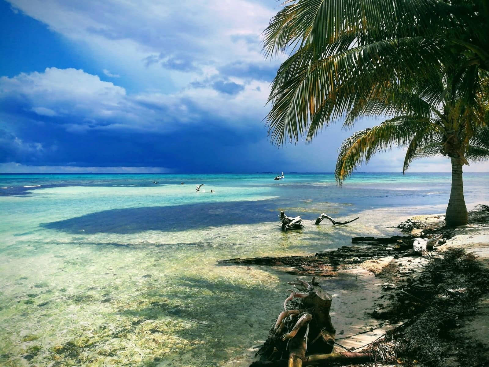 Mga Puno ng Palma sa Tabing-Dagat ng Tuvali Wallpaper