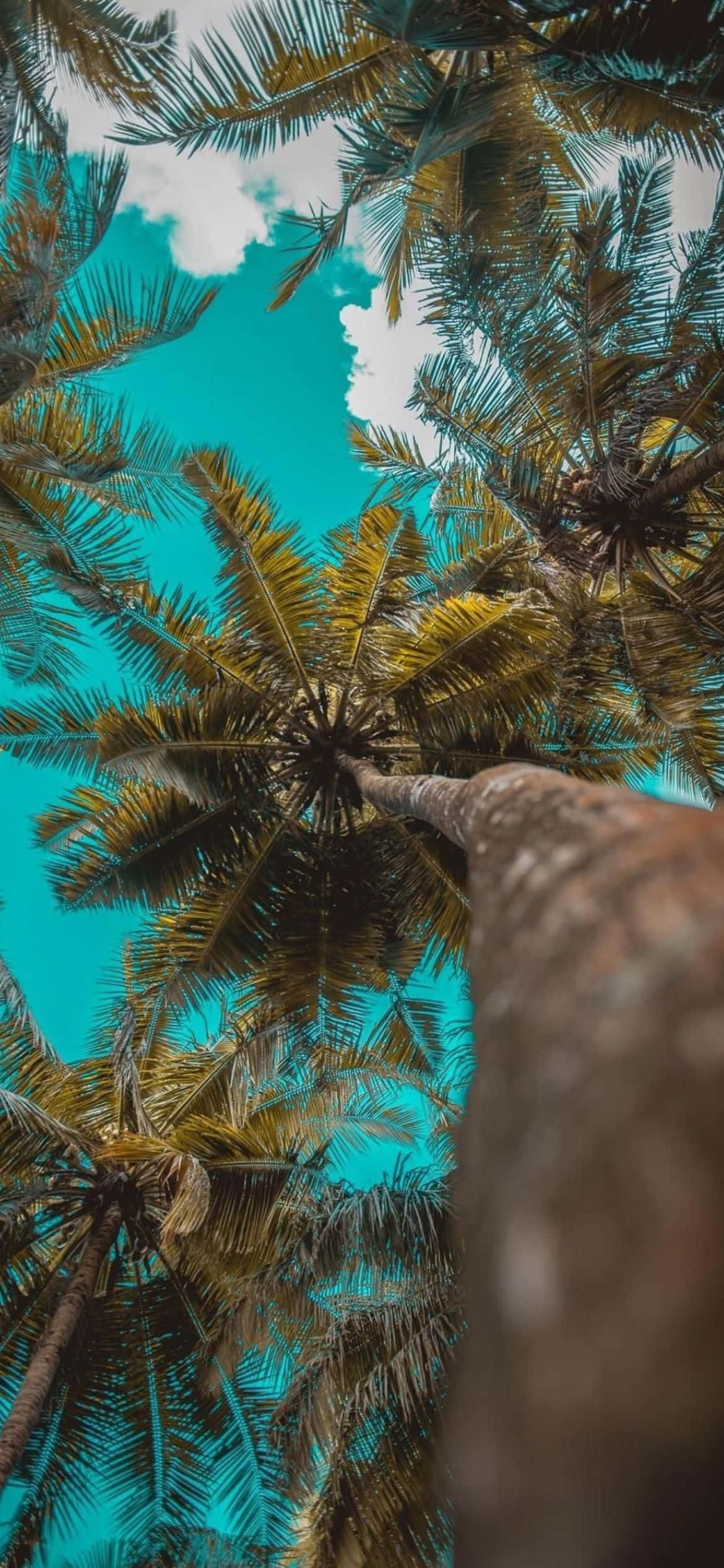 mga puno ng palma sa kalangitan Wallpaper