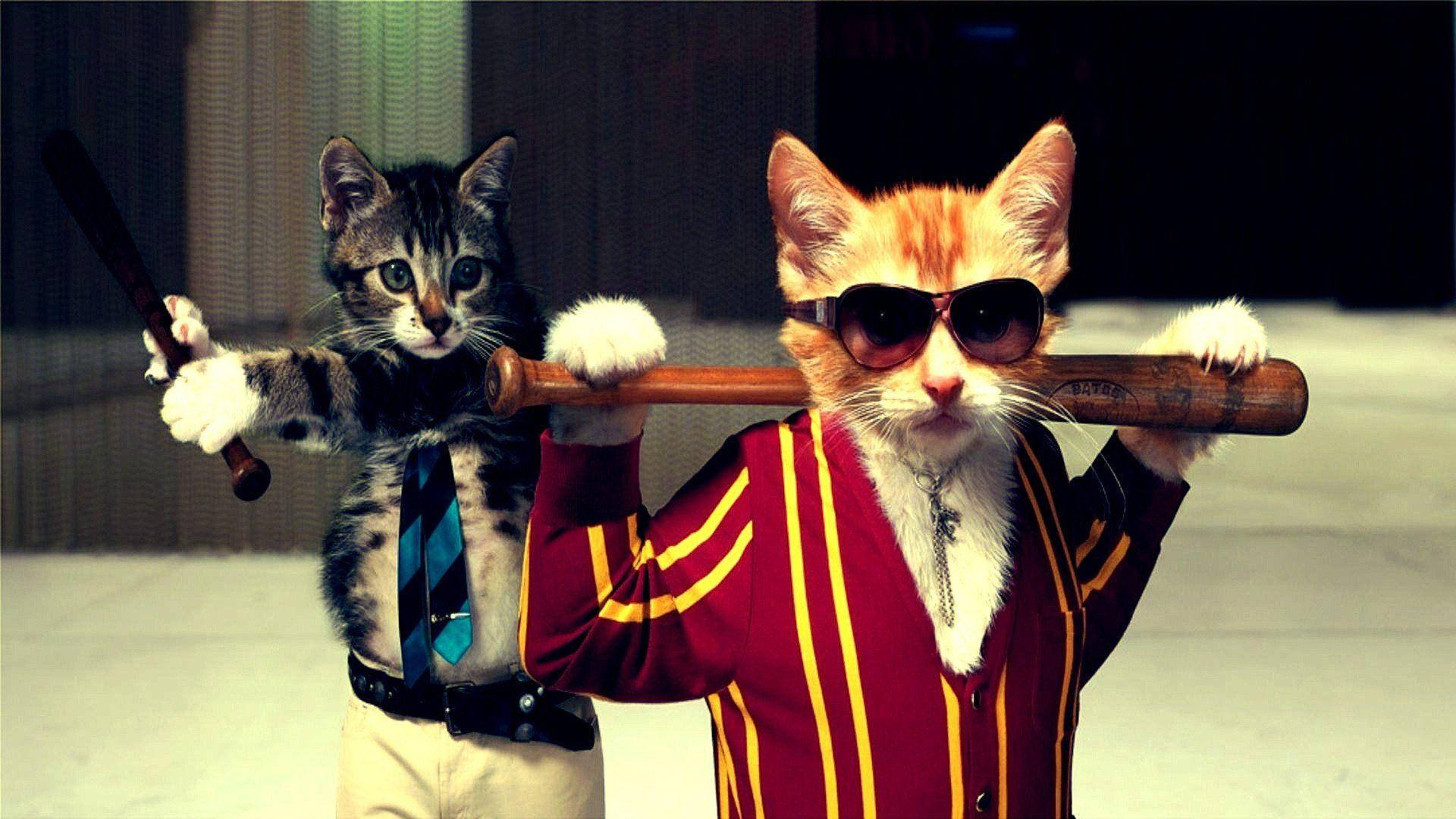 Mga Pusang Gangster na Nakakatawa Wallpaper