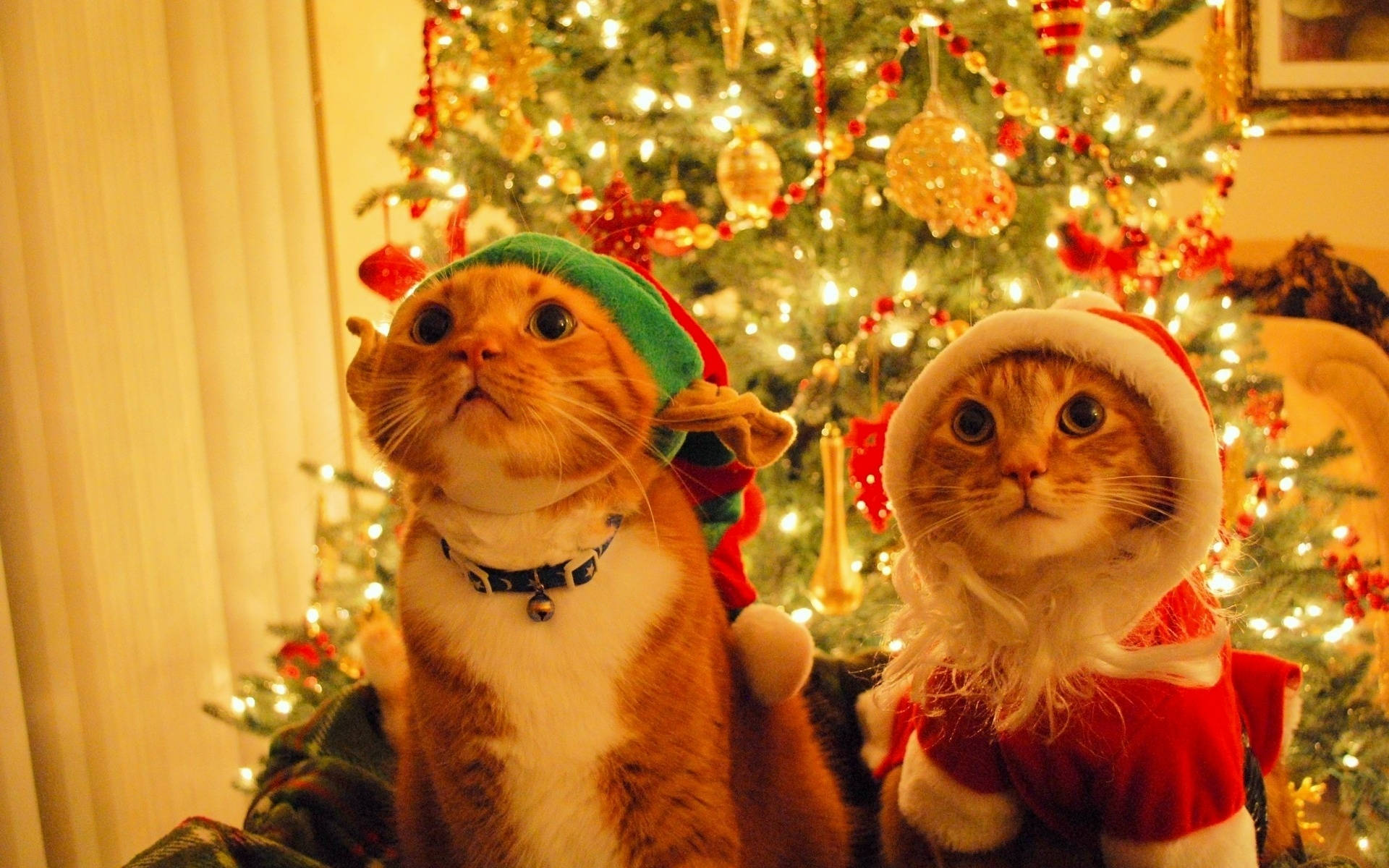 Mga Pusang May Sombrerong Santa para sa Pasko Wallpaper