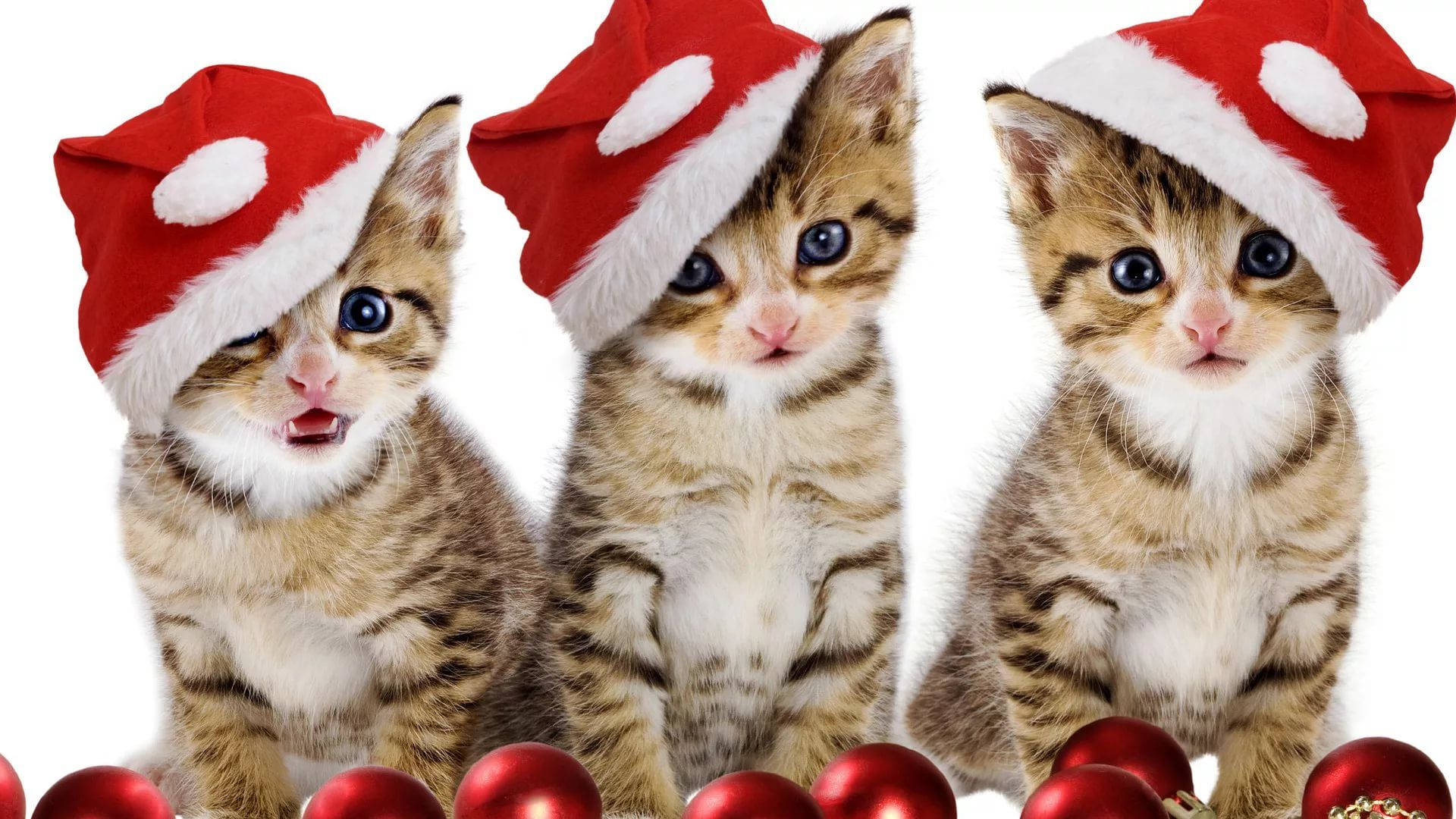 Mga Pusang May Sombrerong Santa, Nakakatawang Pasko Wallpaper