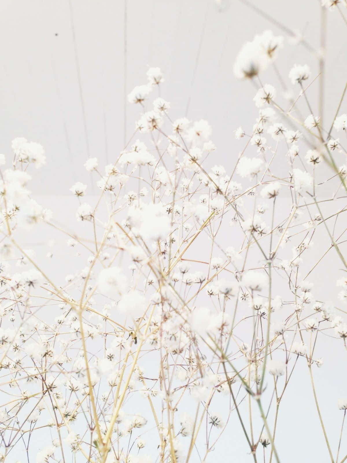 mga puting bulaklak sa isang plorera laban sa puting langit Wallpaper