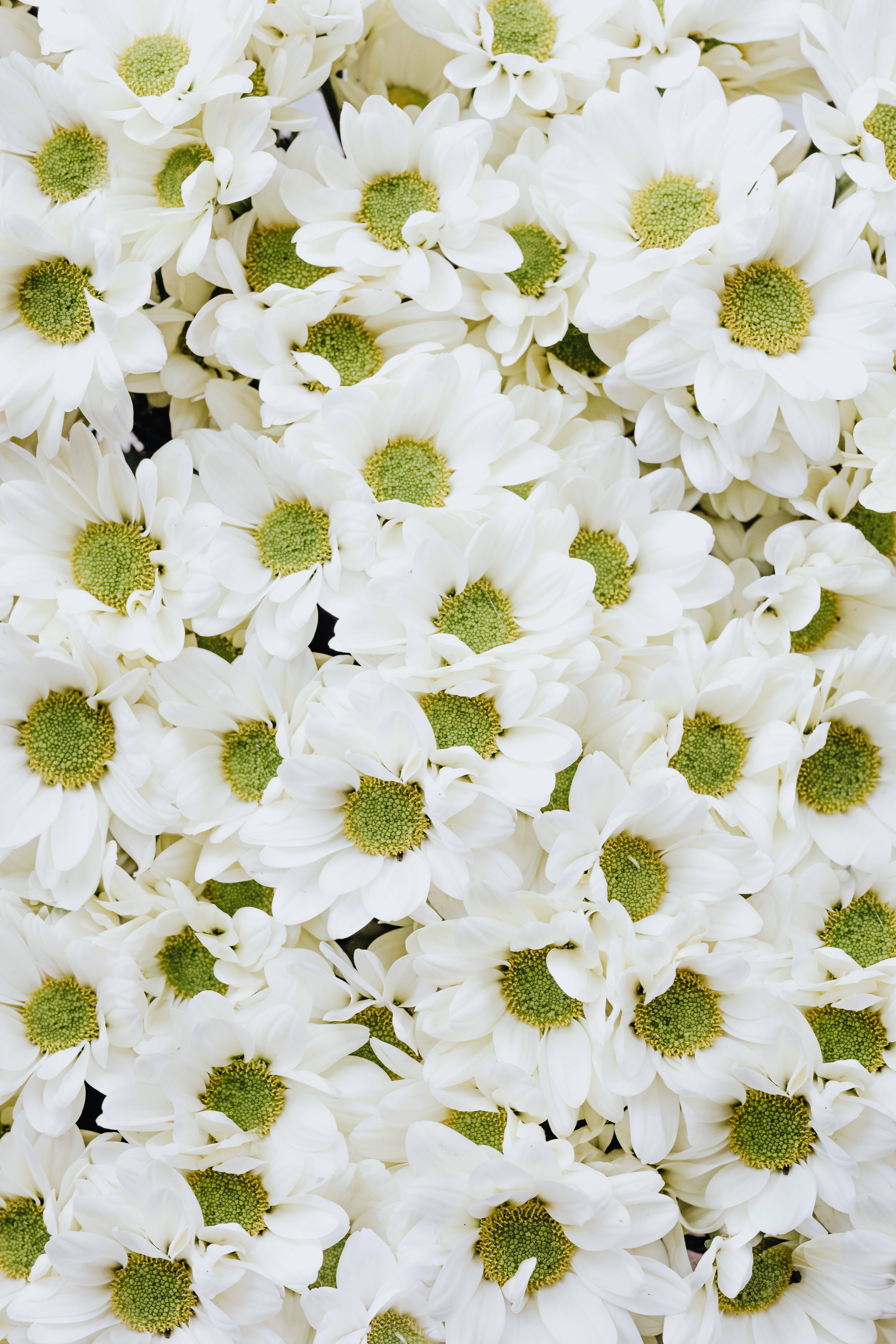 Mga Puting Bulaklak na Chrysanthemum Wallpaper