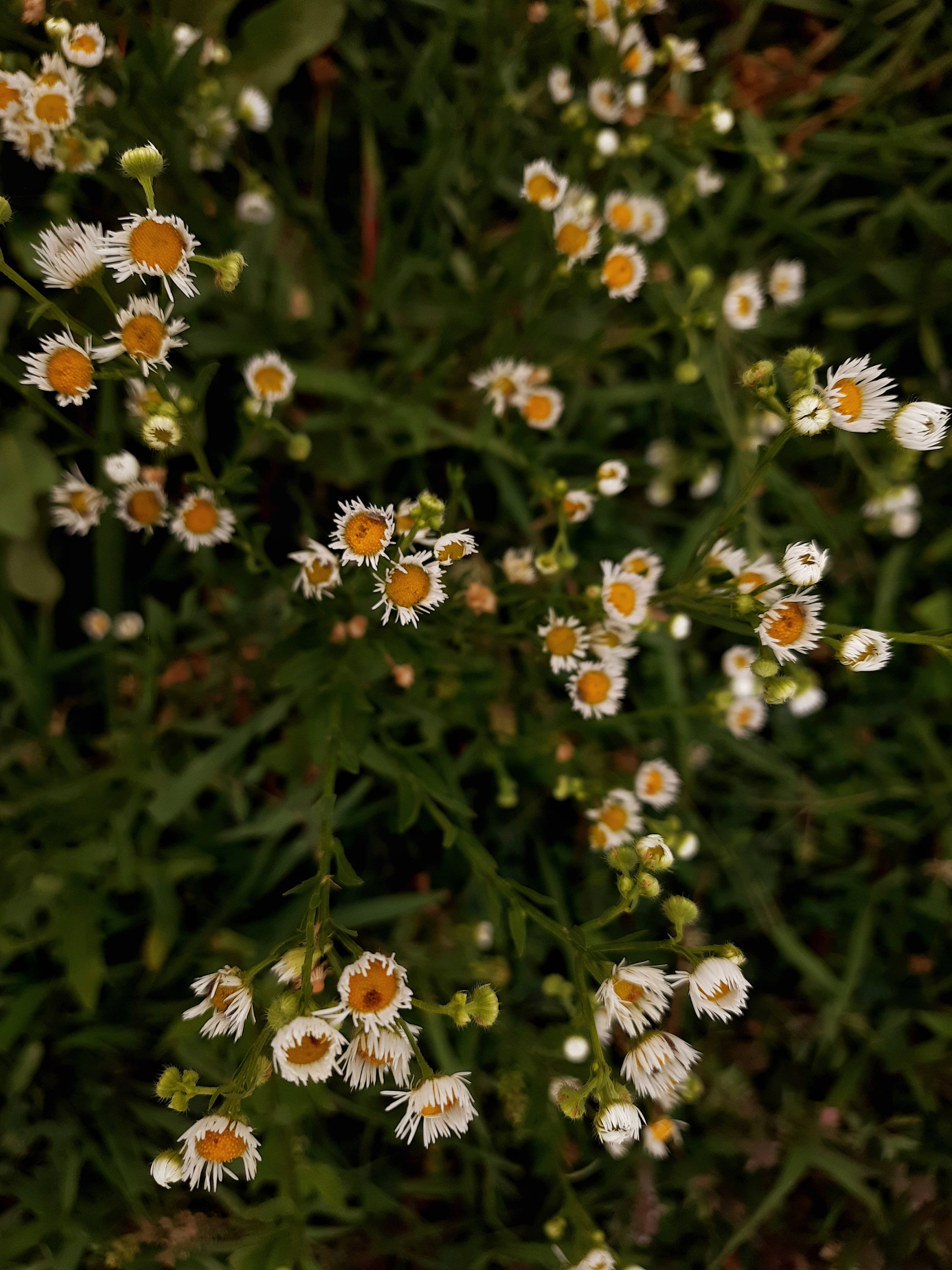 Mga Puting Bulaklak sa Damo Estetikang Cottagecore Wallpaper