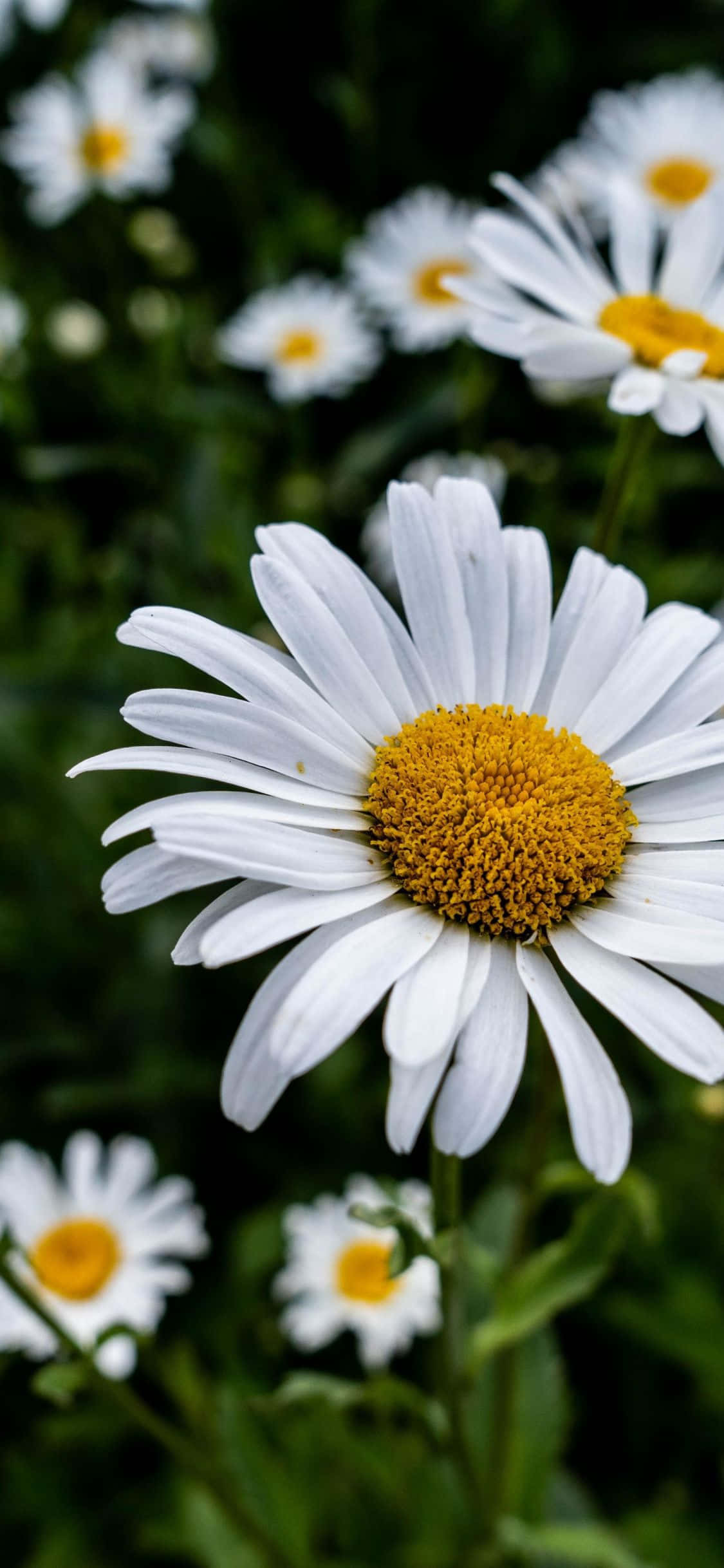 mga puting daisy na may dilaw na gitna sa isang parang Wallpaper