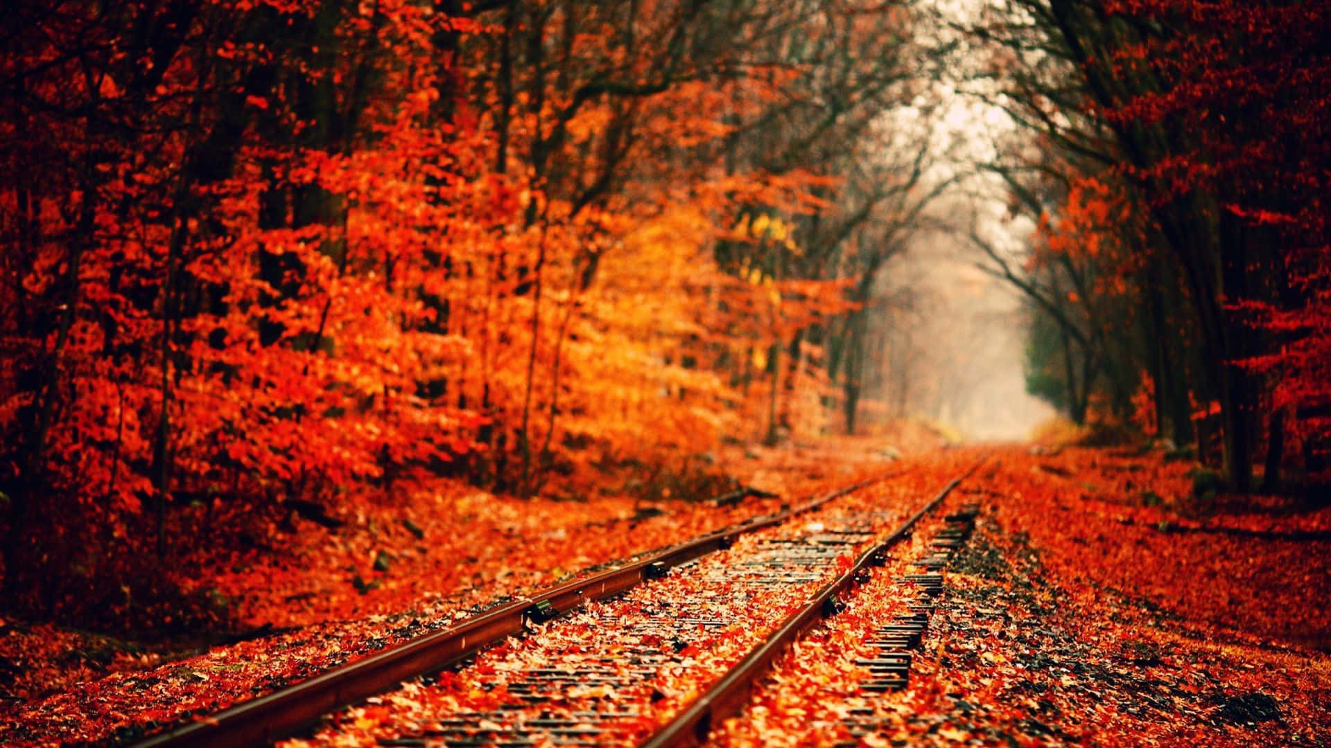 mga riles ng tren sa kagubatan na may pulang dahon Wallpaper