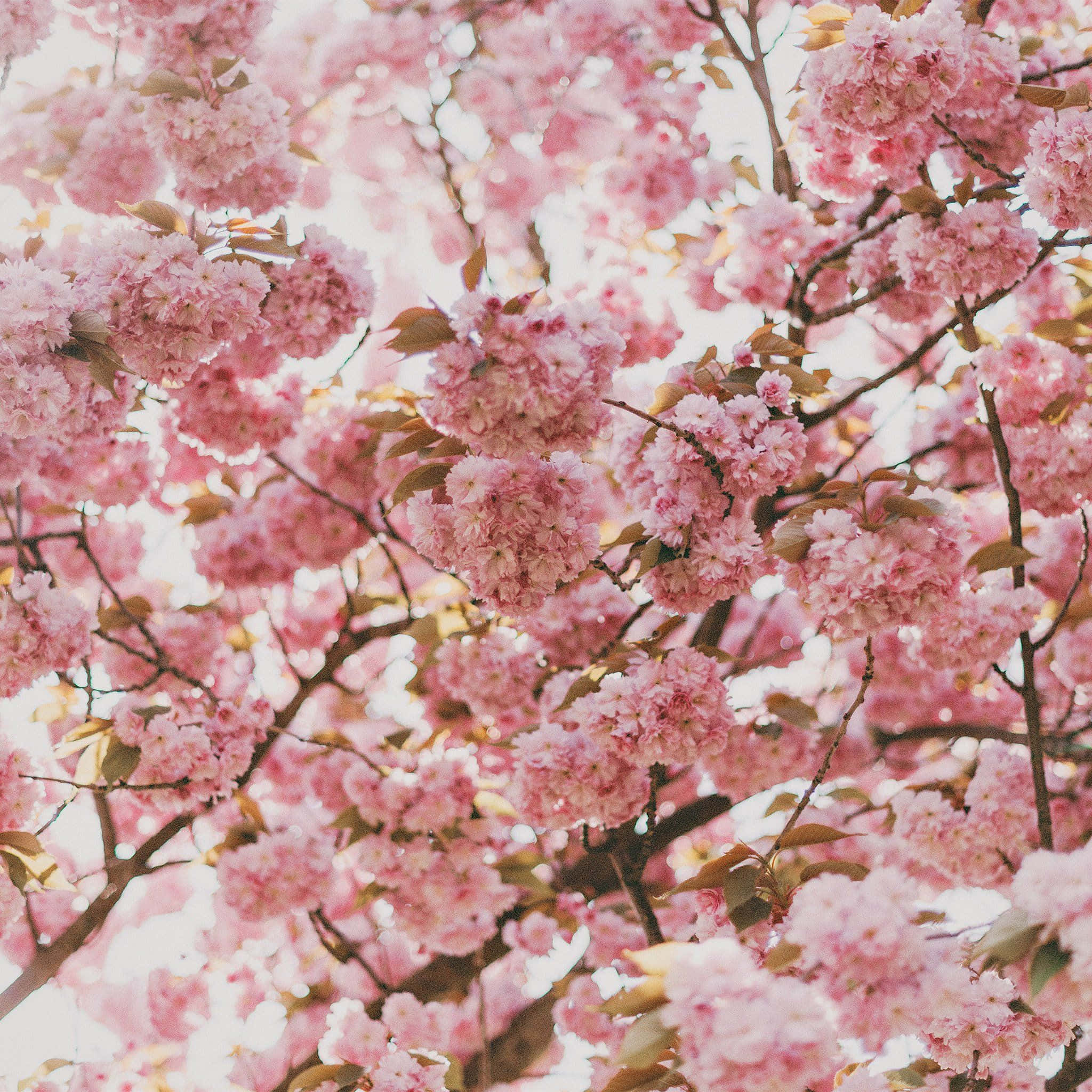 mga rosas na cherry blossoms sa isang puno Wallpaper