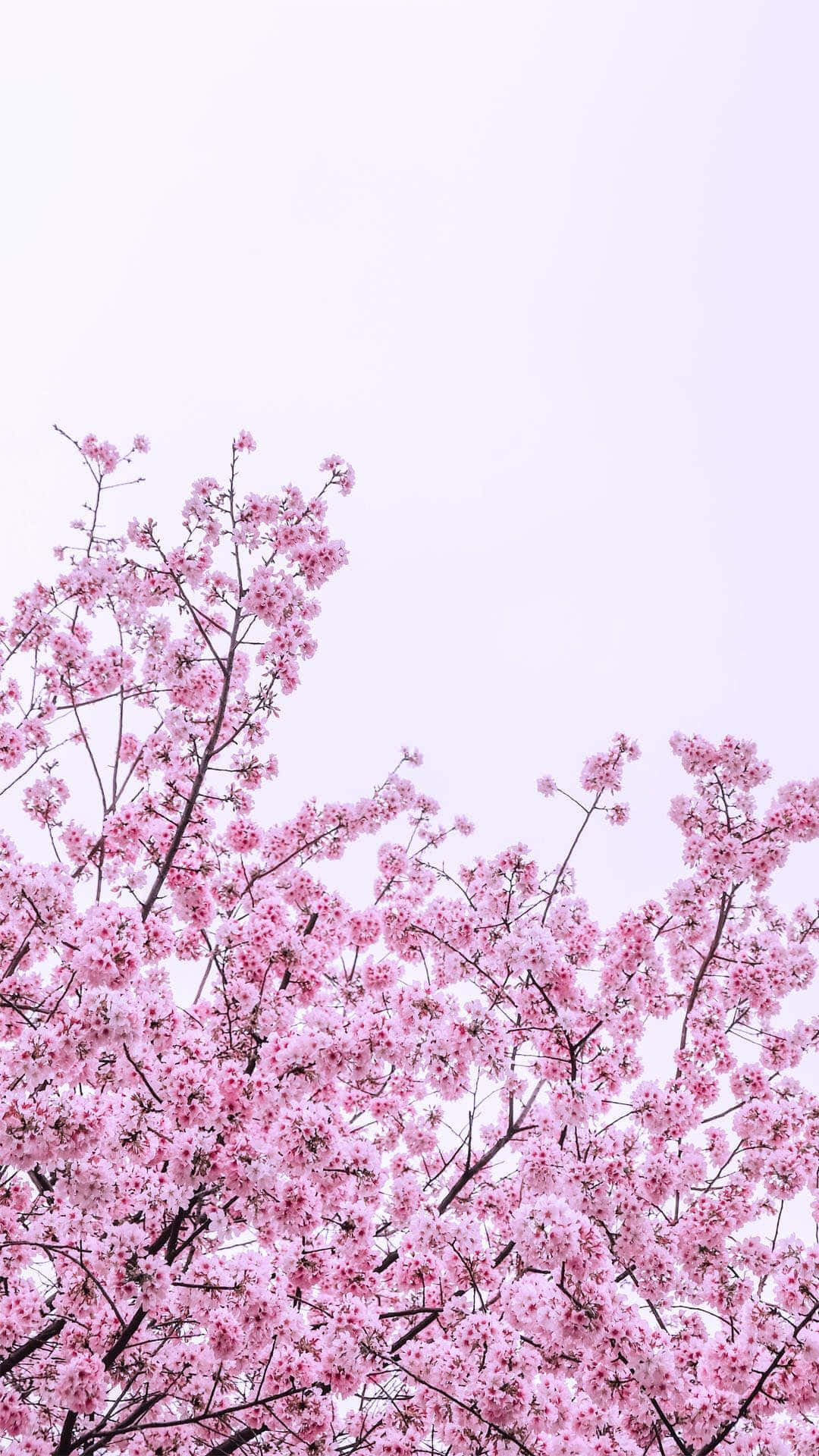 mga rosas na cherry blossoms sa isang puno Wallpaper