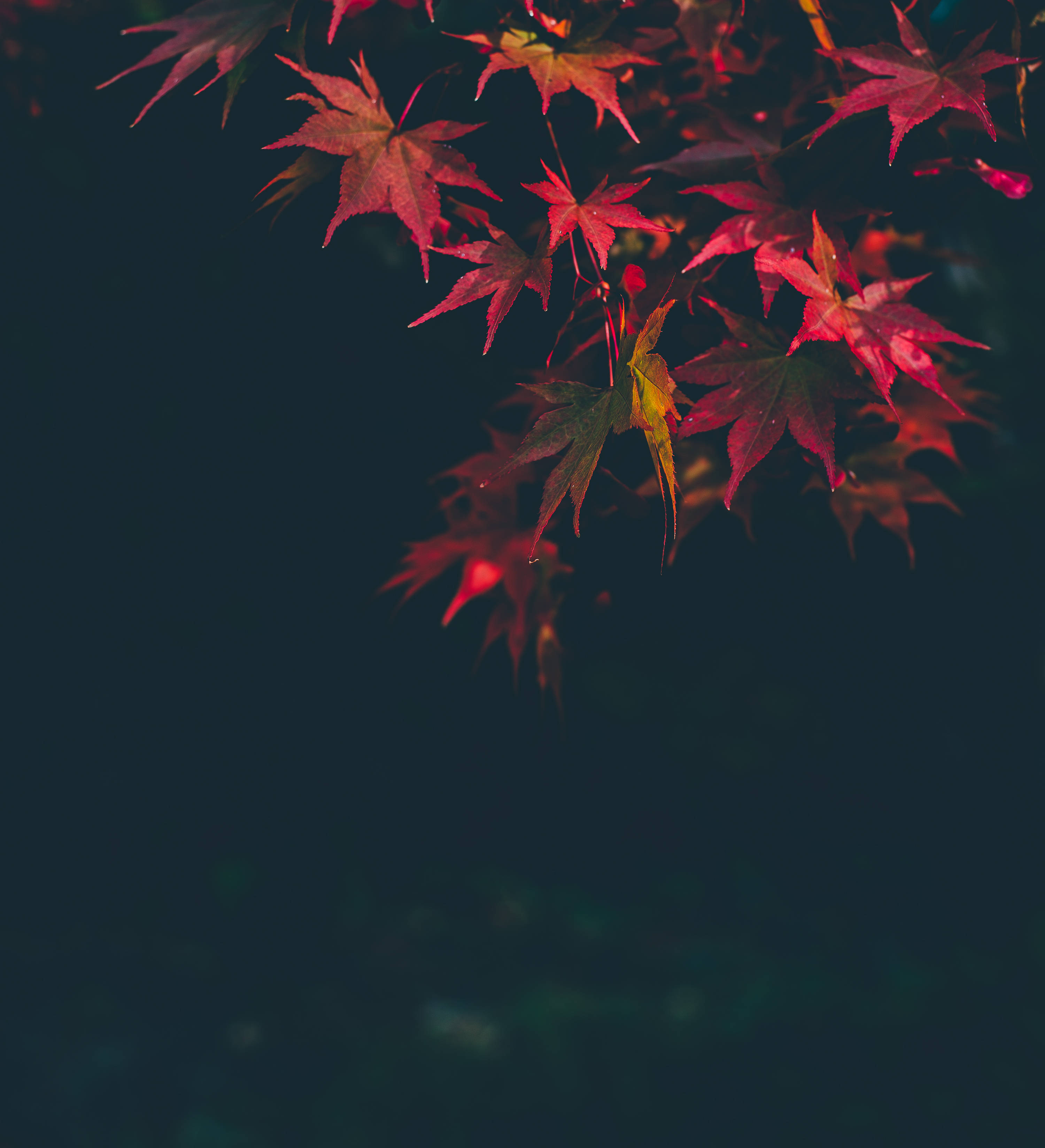 Mga Rosas na Dahon ng Maple sa Taglagas Wallpaper