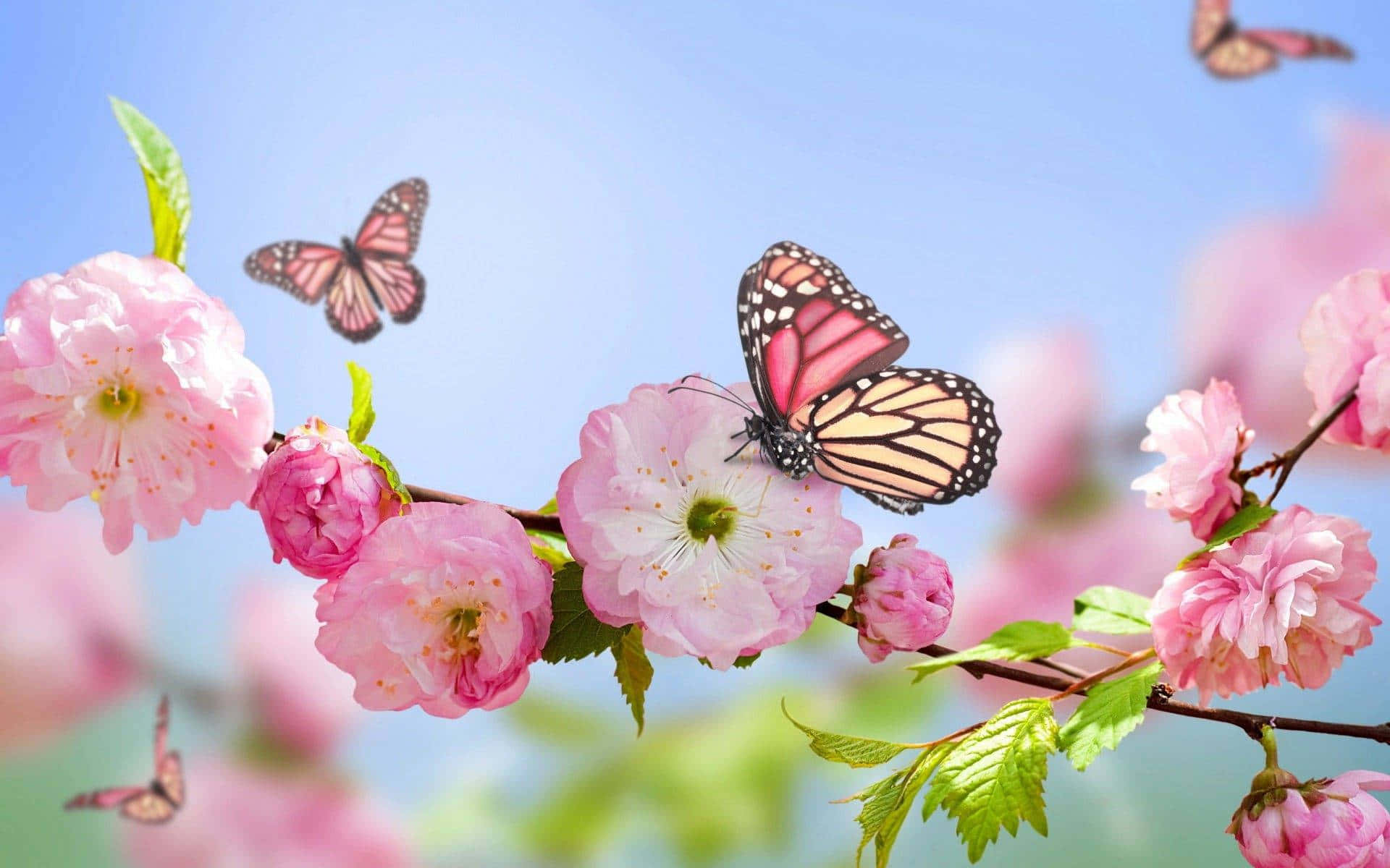 mga rosas na may mga paruparo sa mga ito Wallpaper