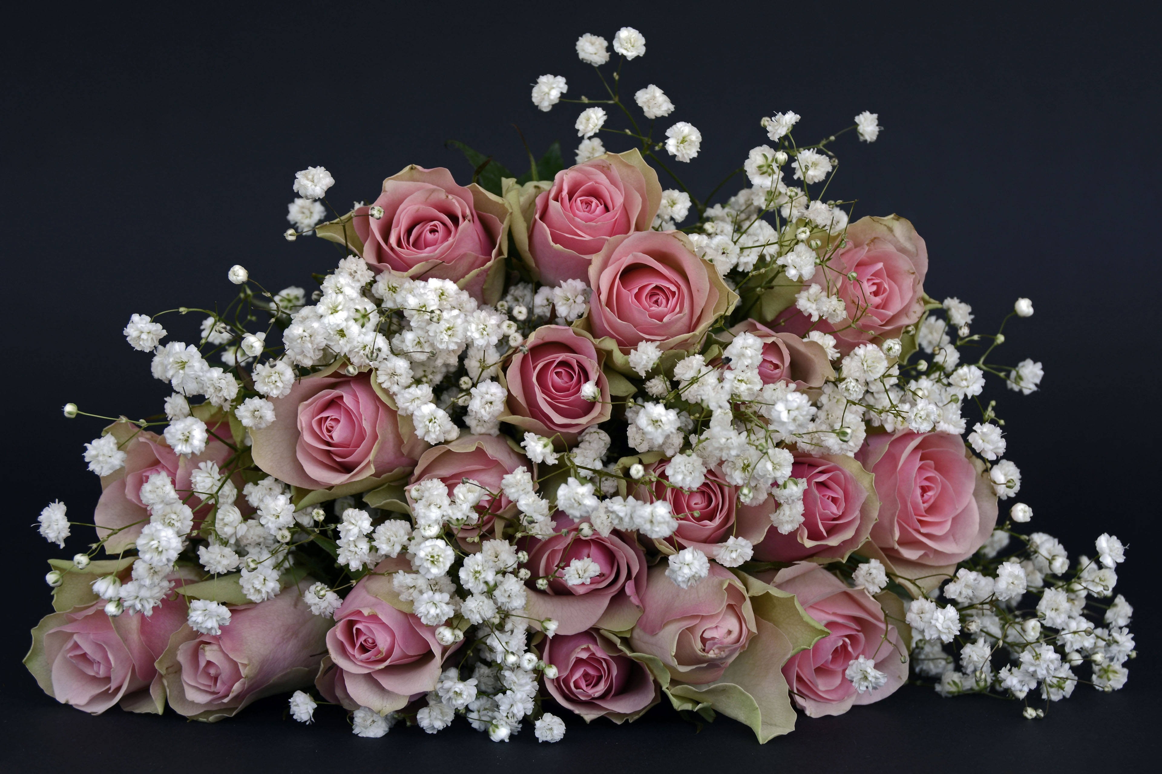 mga rosas na rosas at baby's breath Wallpaper