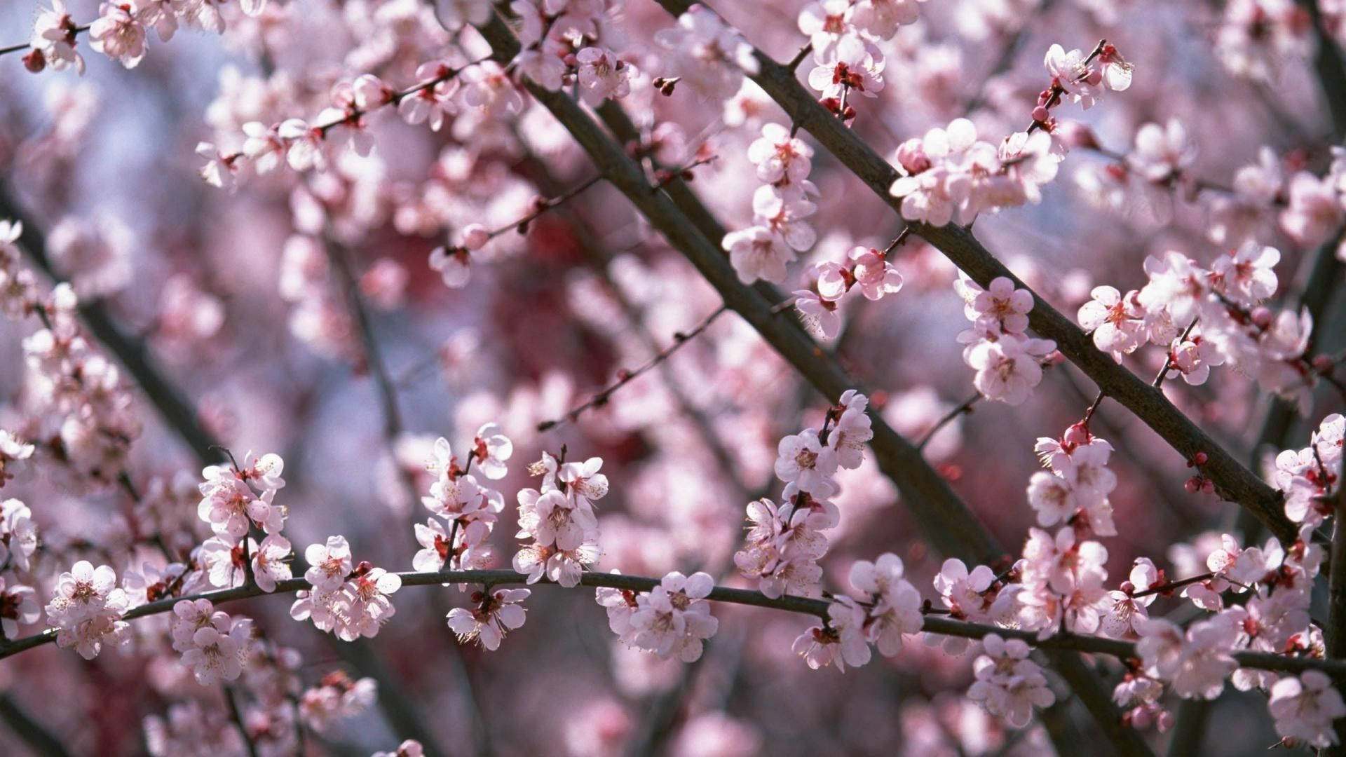 Mga Sakura sa Tagsibol Wallpaper