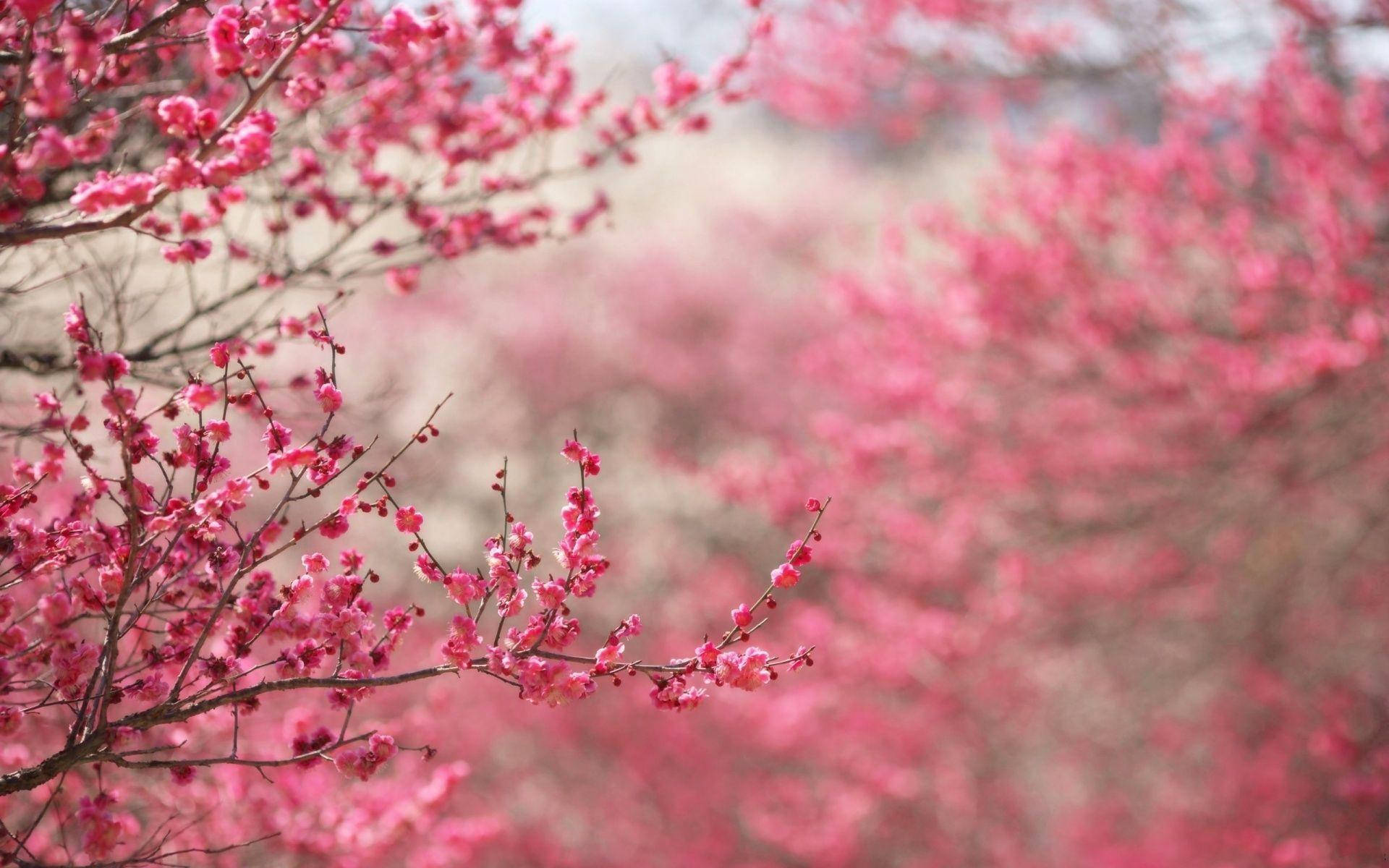 Mga Sanga ng Bulaklak na Rosas Wallpaper