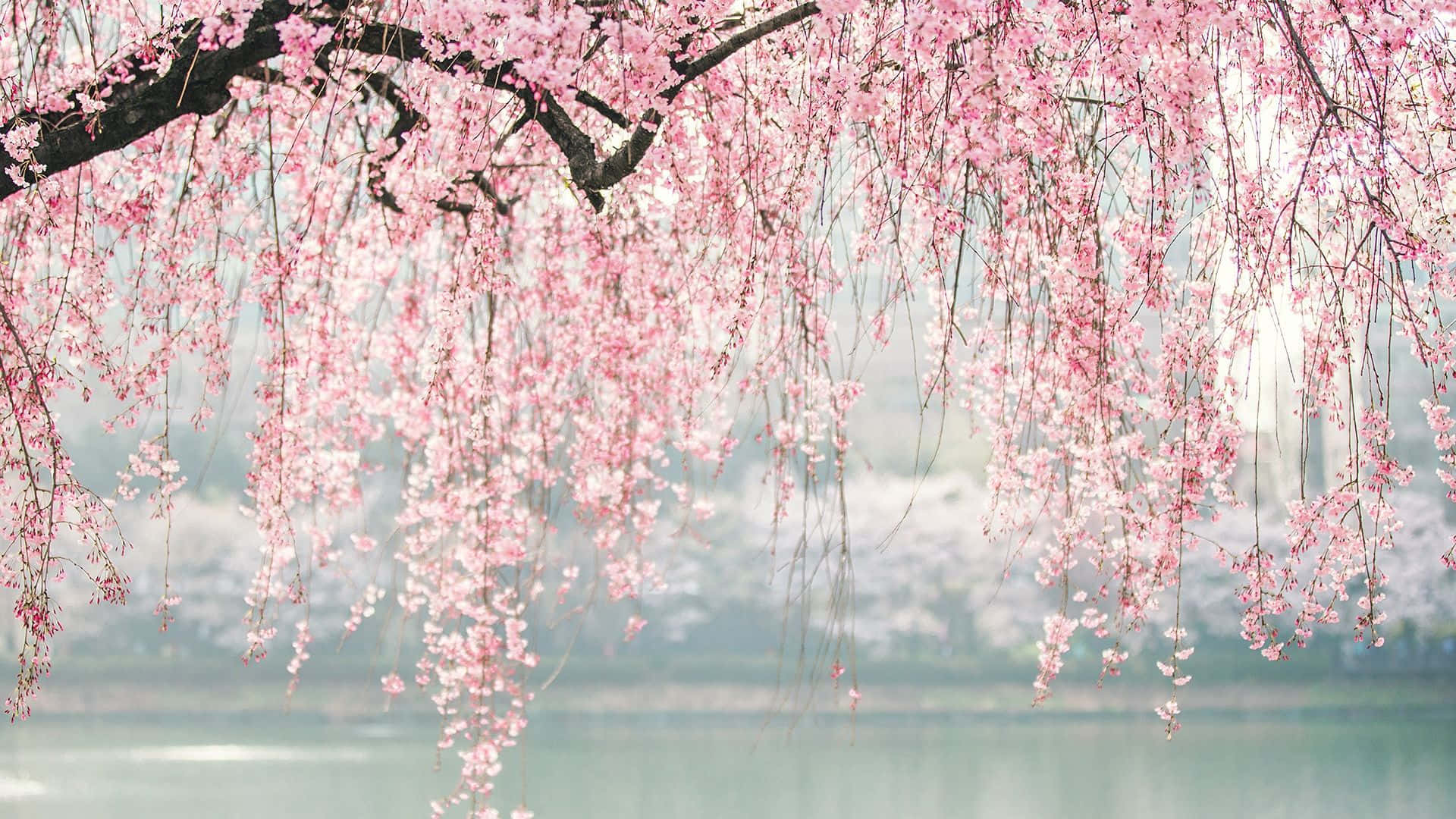 Mga Sanga ng Puno ng Cherry Blossom na Kulay Rosas Wallpaper