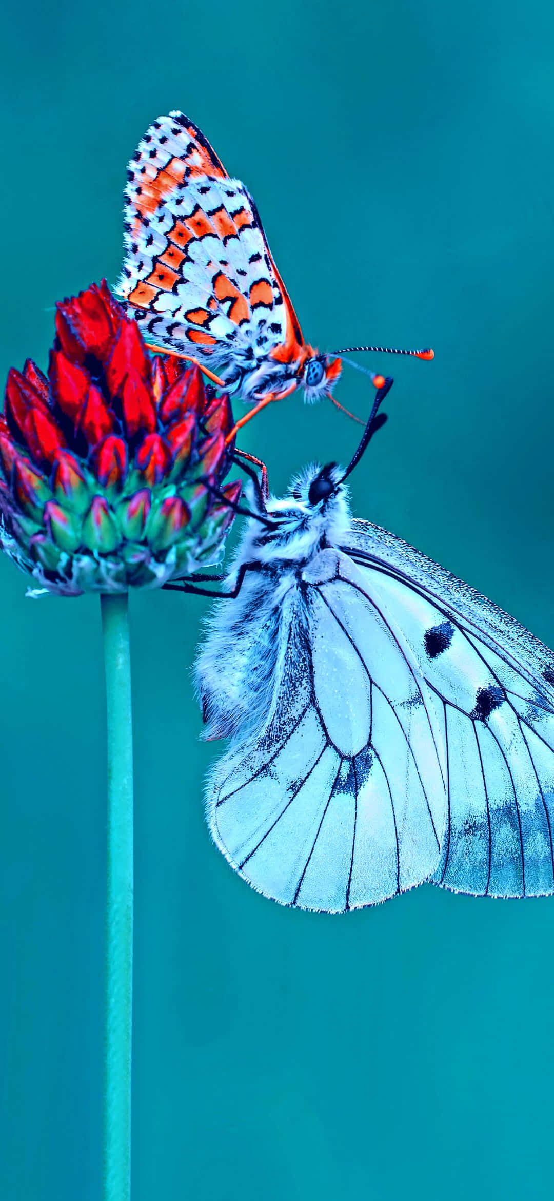 Mga Sariwang Kulay ng Kalikasan Wallpaper