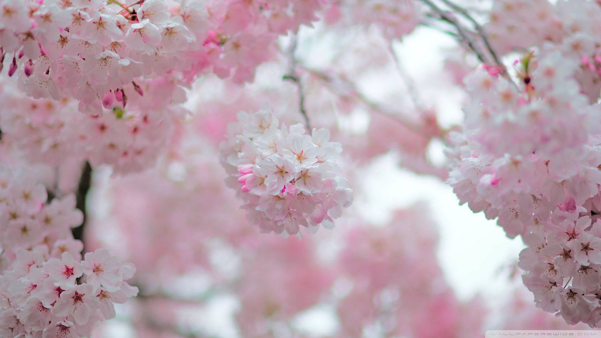 Mga Sibol ng Cherry Blossom Wallpaper