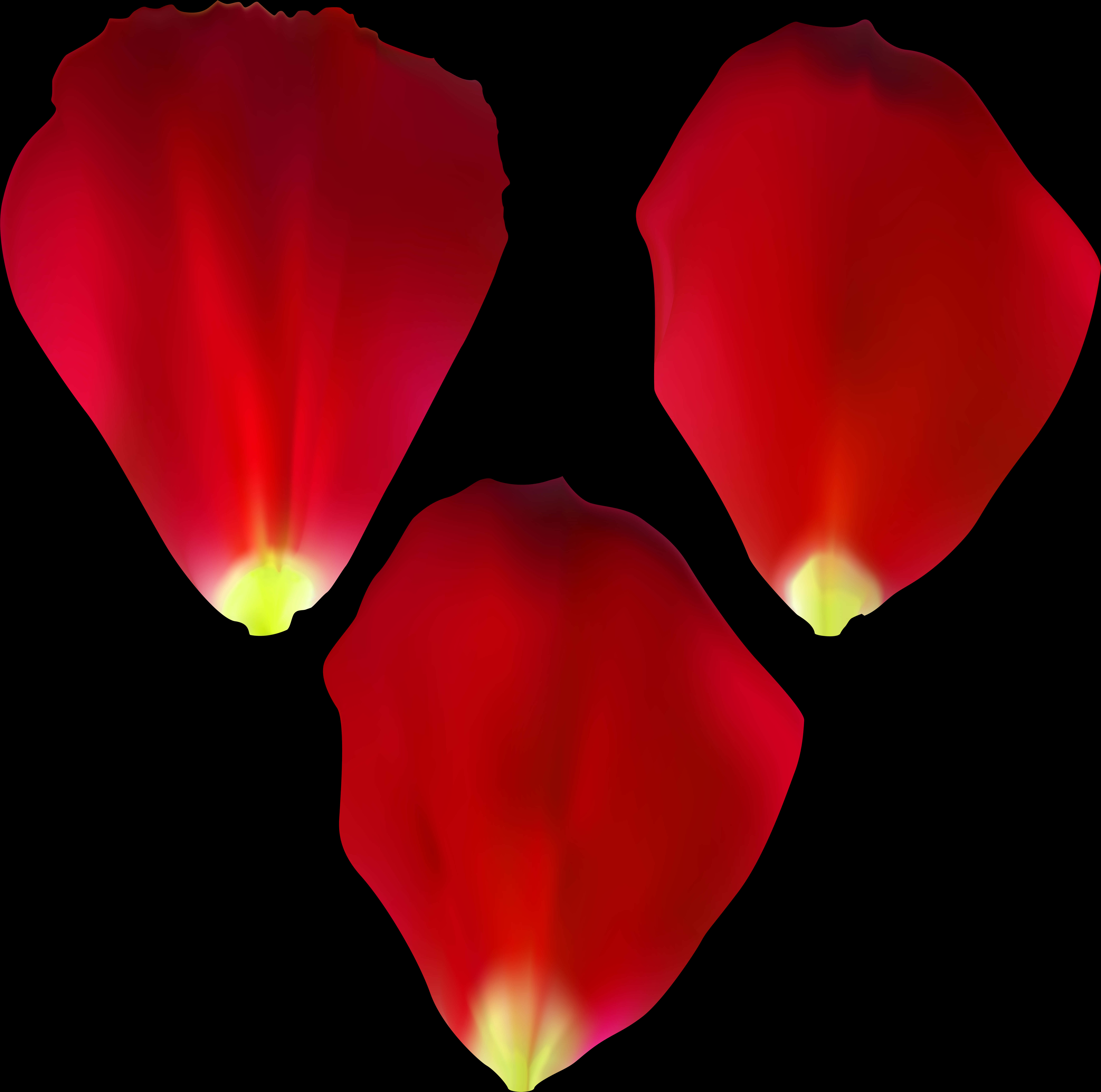 Mga Talulot ng Pulang Rosas sa Itim na Likuran Wallpaper