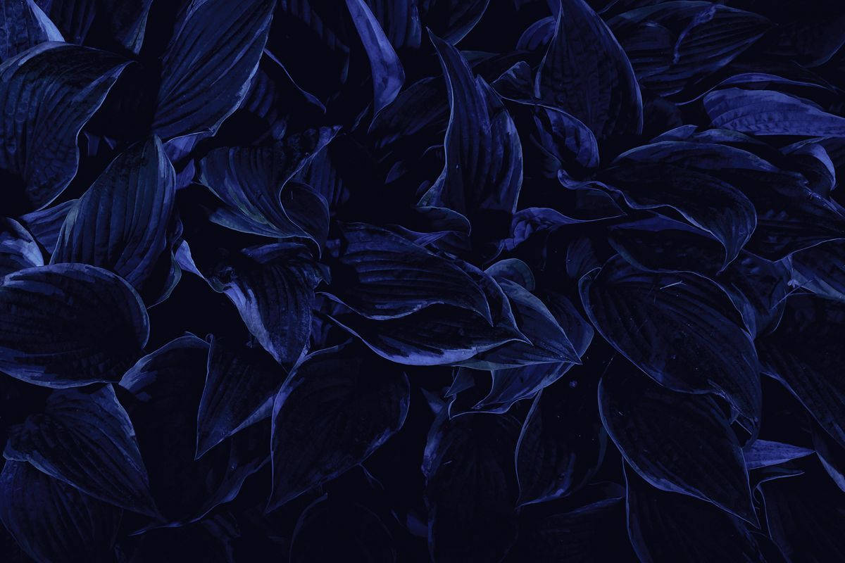 Mga Tuyot na Talulot na Aesthetic Dark Blue HD Wallpaper
