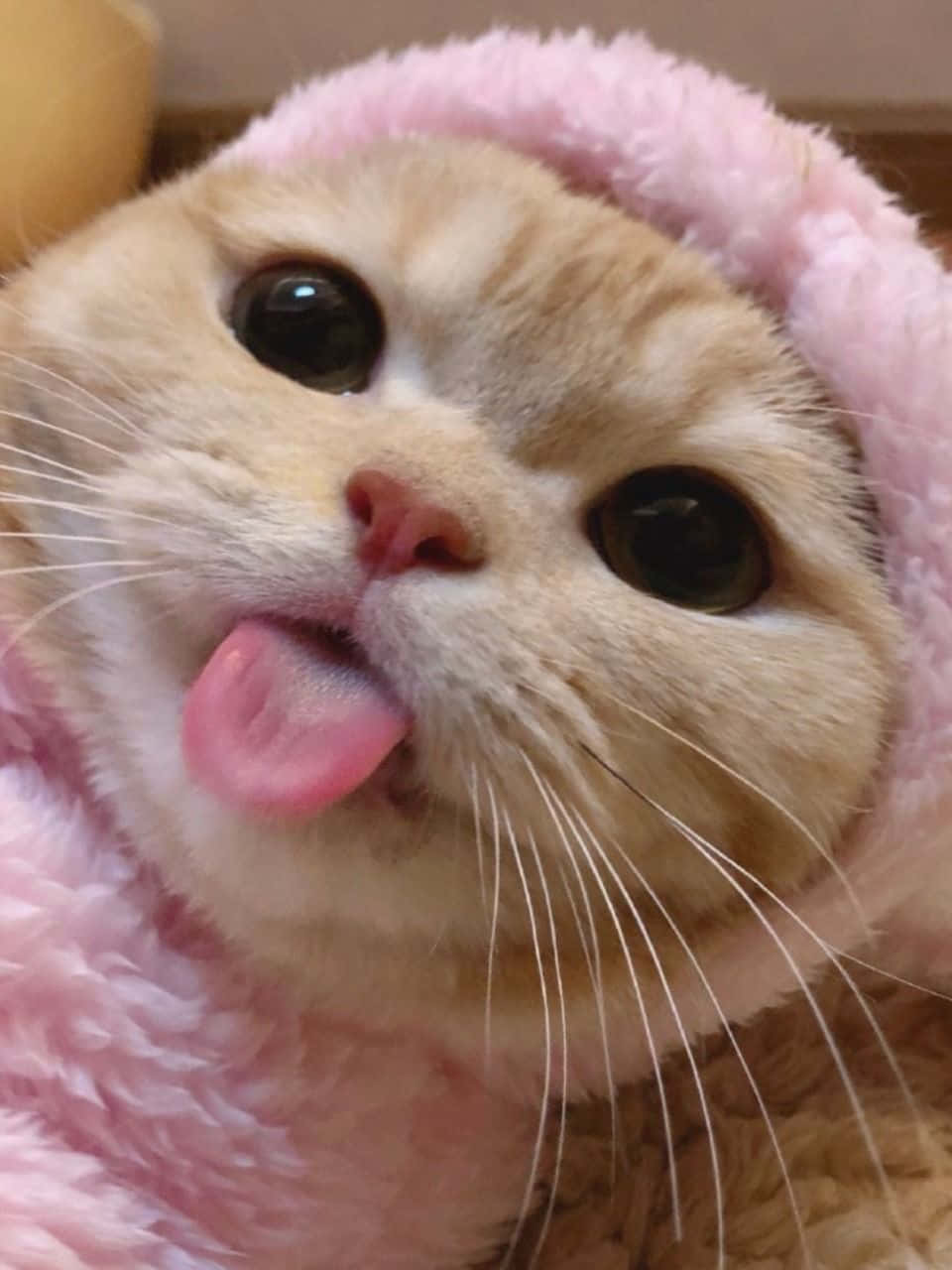 Mga Wallpaper na Aesthetic na Pusa Wallpaper