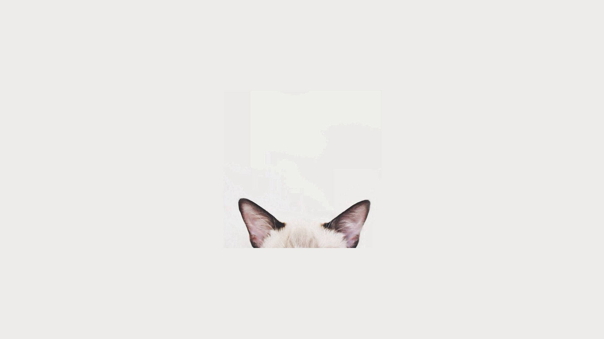 Minimalistang Aesthetic na Laptop na may Ulo ng Pusa Wallpaper