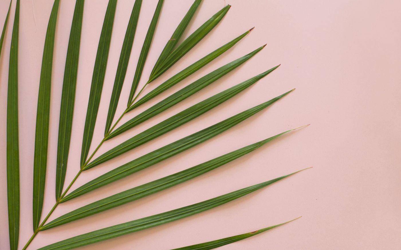 Minimalistang Estetika ng Tag-init na Dahon ng Palma Wallpaper