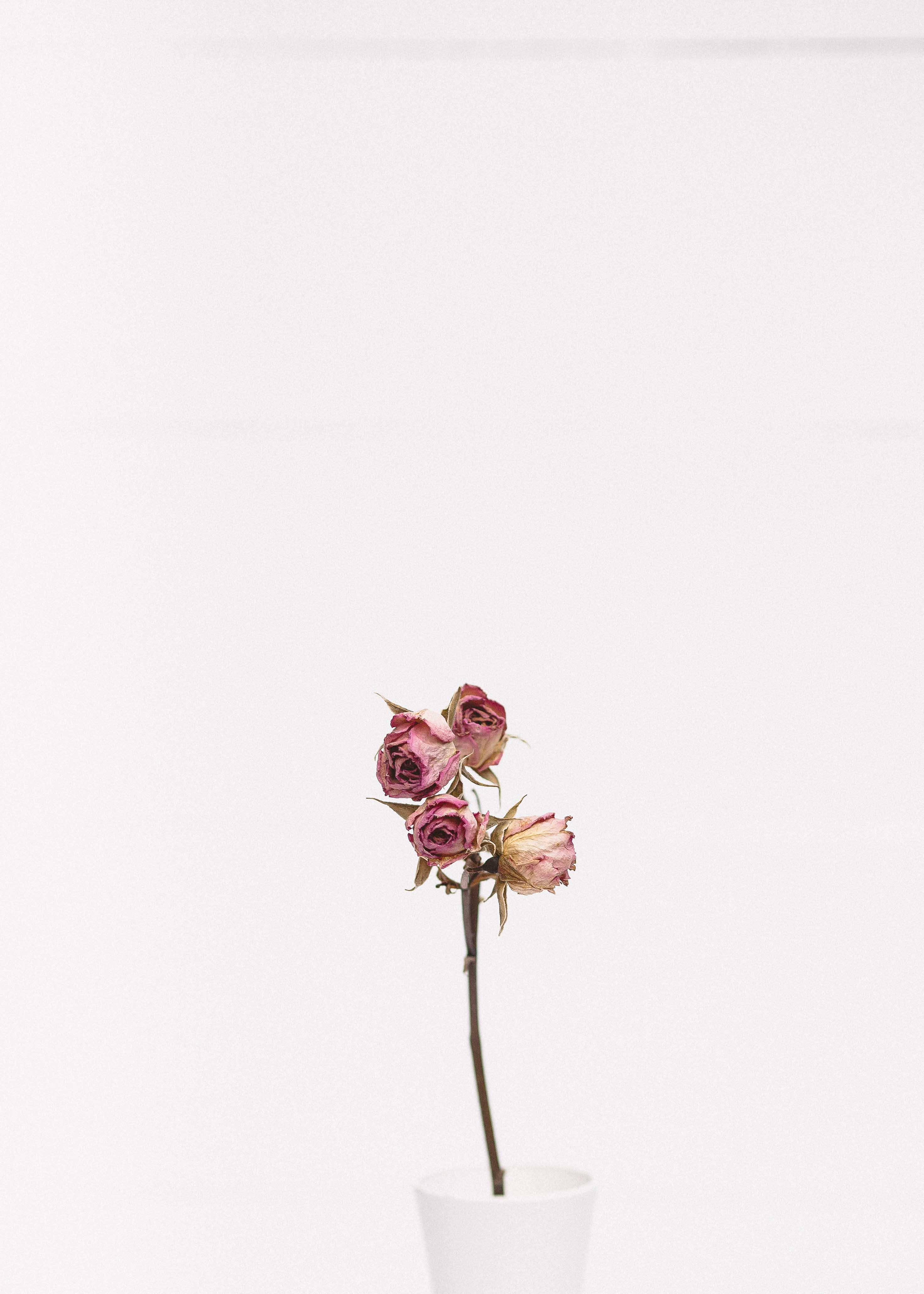 Minimalistang ganda ng pink rose Wallpaper
