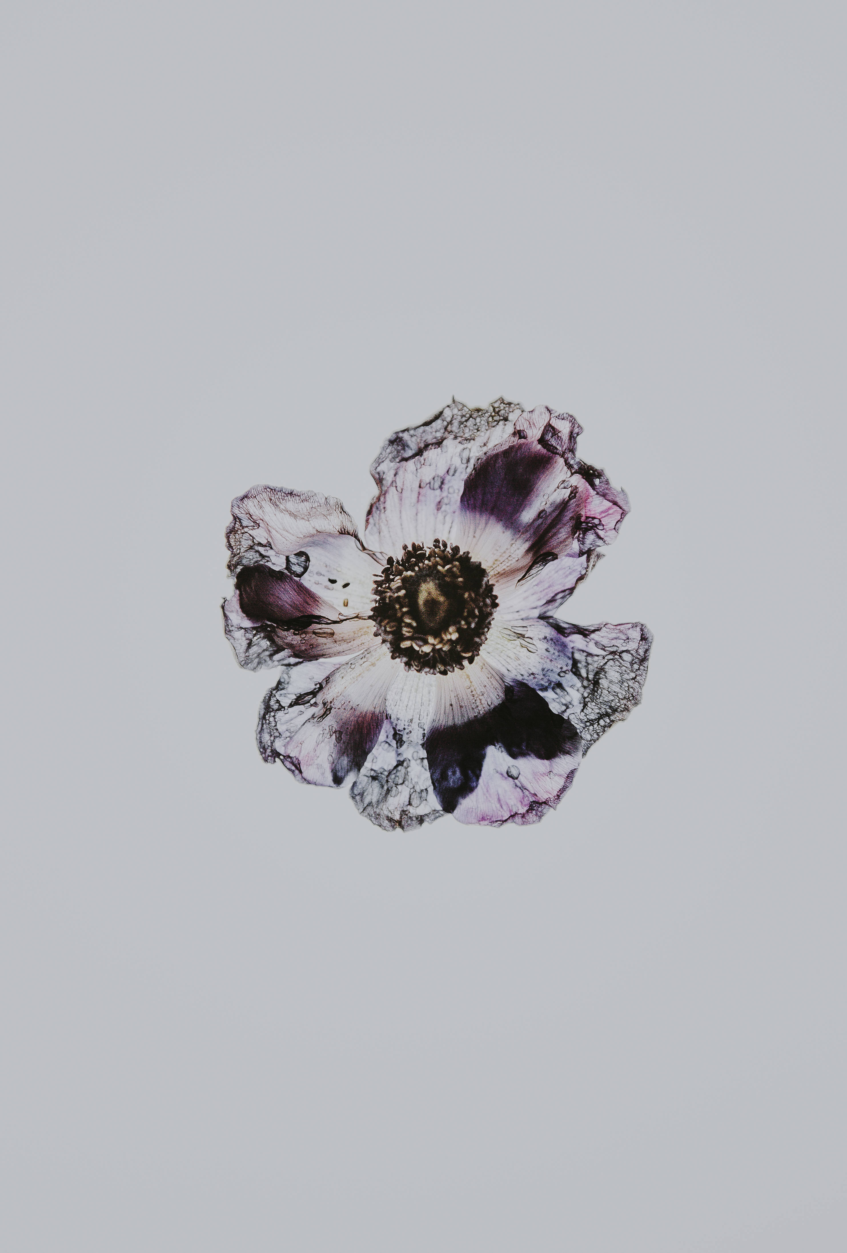 Minimalistang Marun na Madilim na Bulaklak Wallpaper