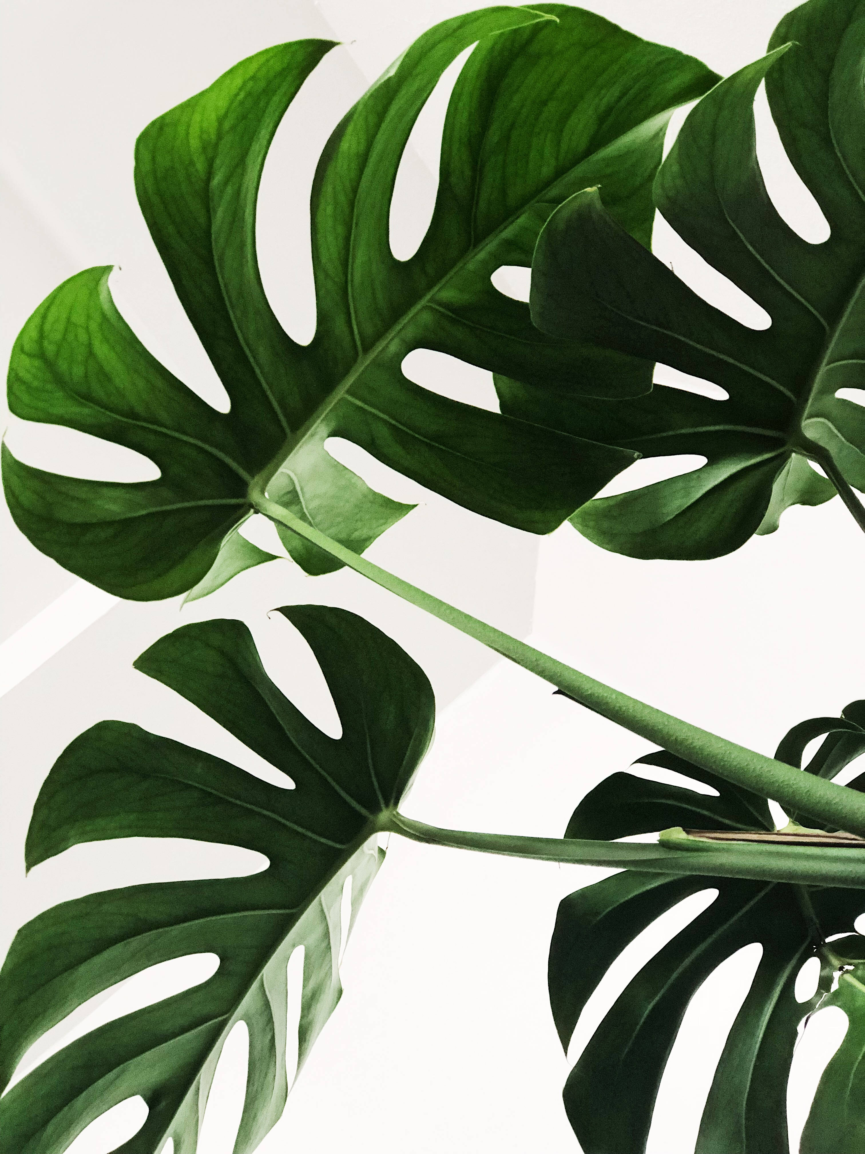 Minimalistang mga Dahon ng Monstera Wallpaper