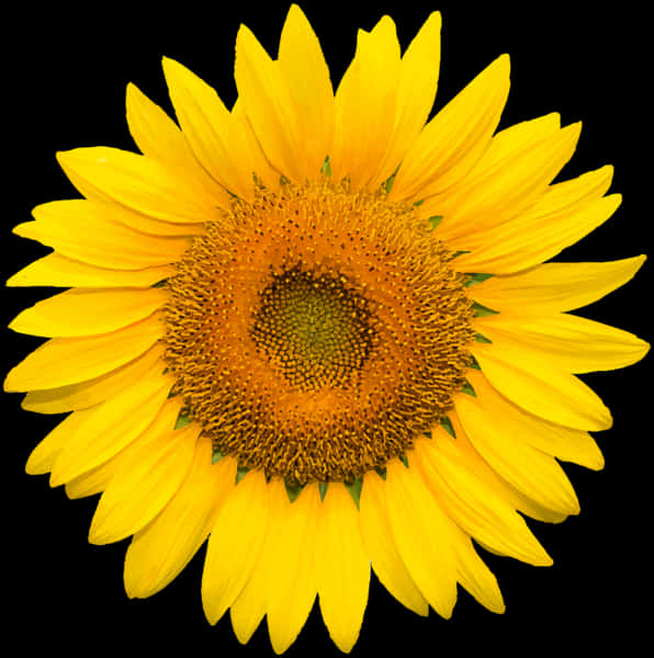 Mirisladong Sunflower Laban sa Itim na Background Wallpaper