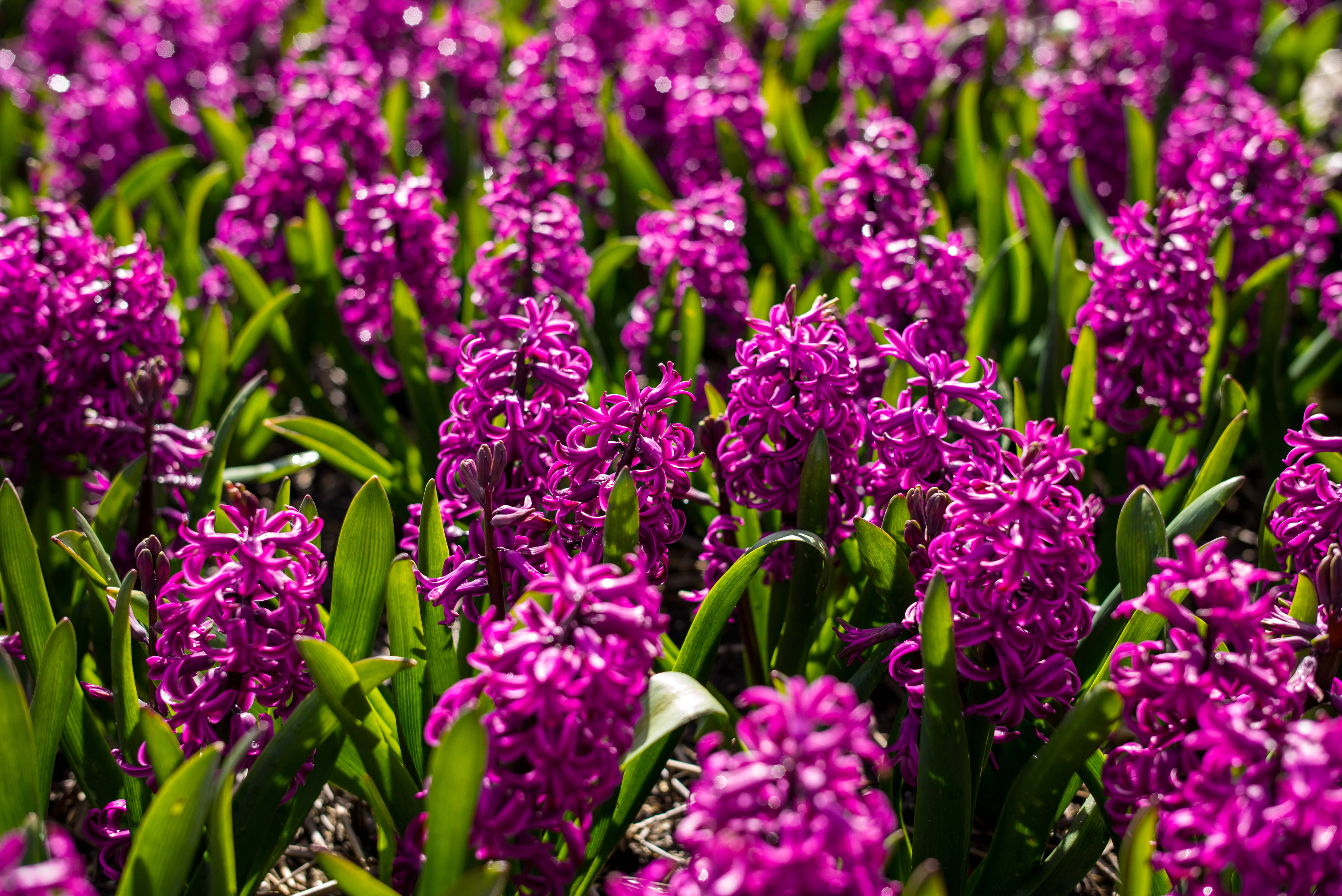 Miss Saigon Hyacinth Flower Field Wallpaper
