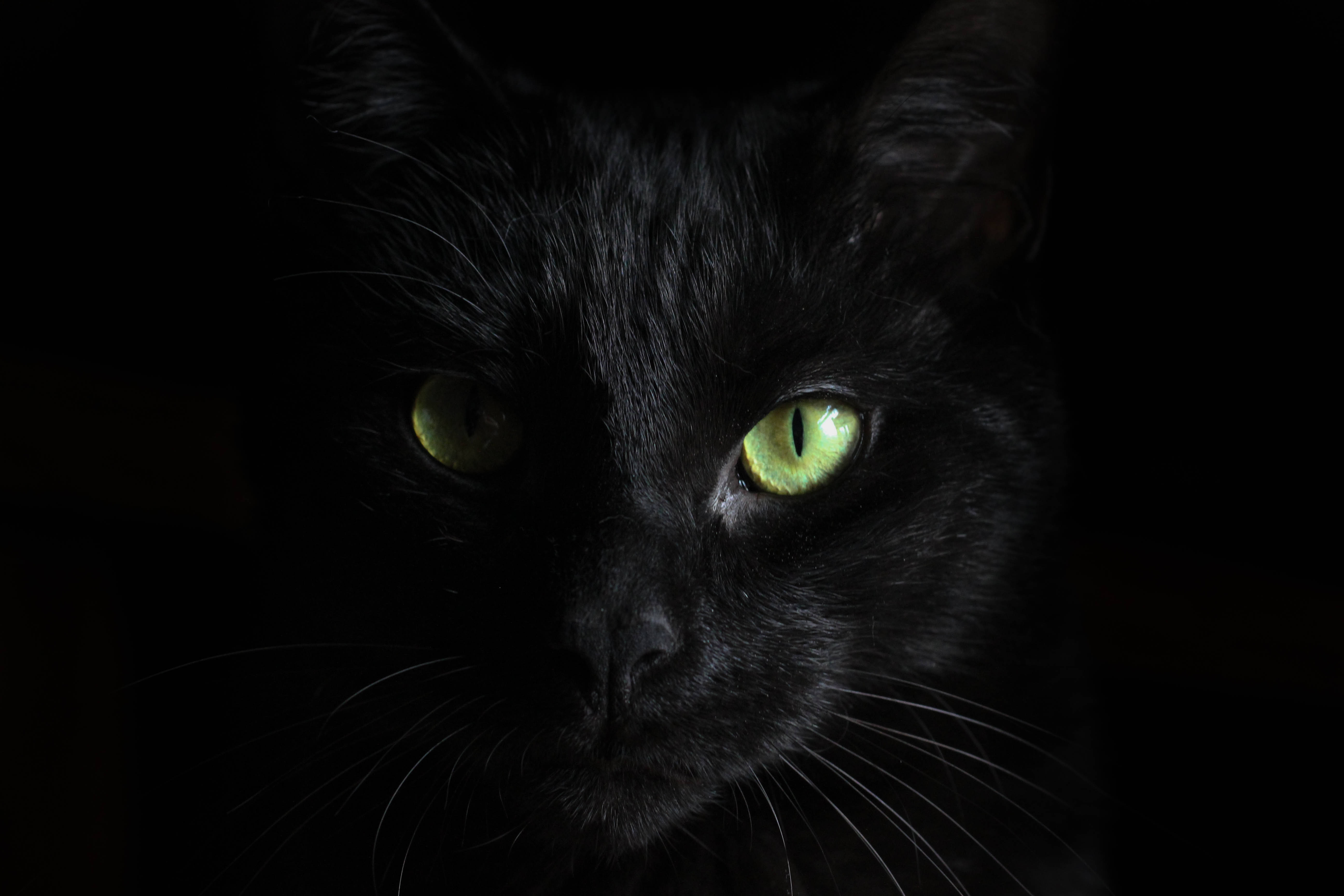 Misteryosong Itim na Pusa sa mga Anino Wallpaper