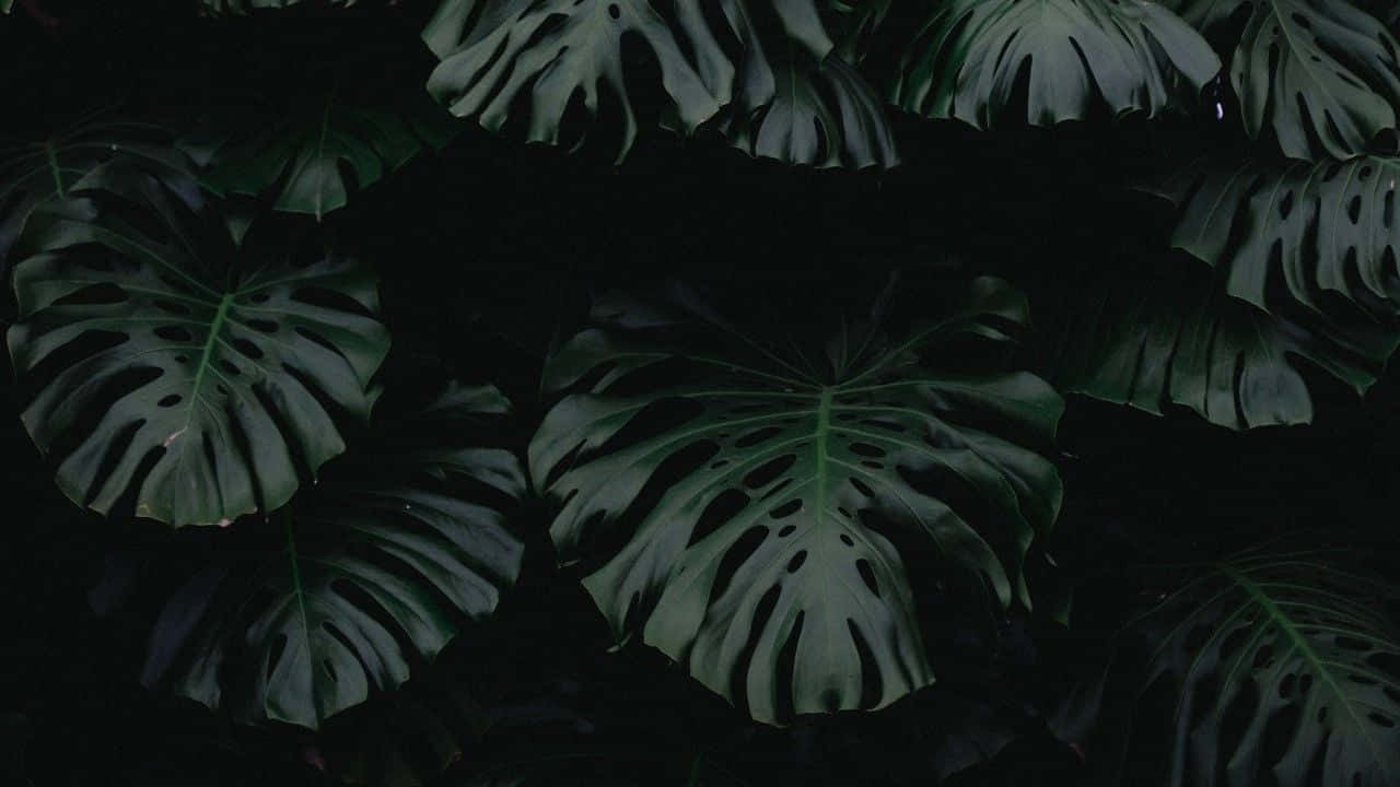 Misteryosong Madilim na Berdeng Aesthetic na Background Wallpaper