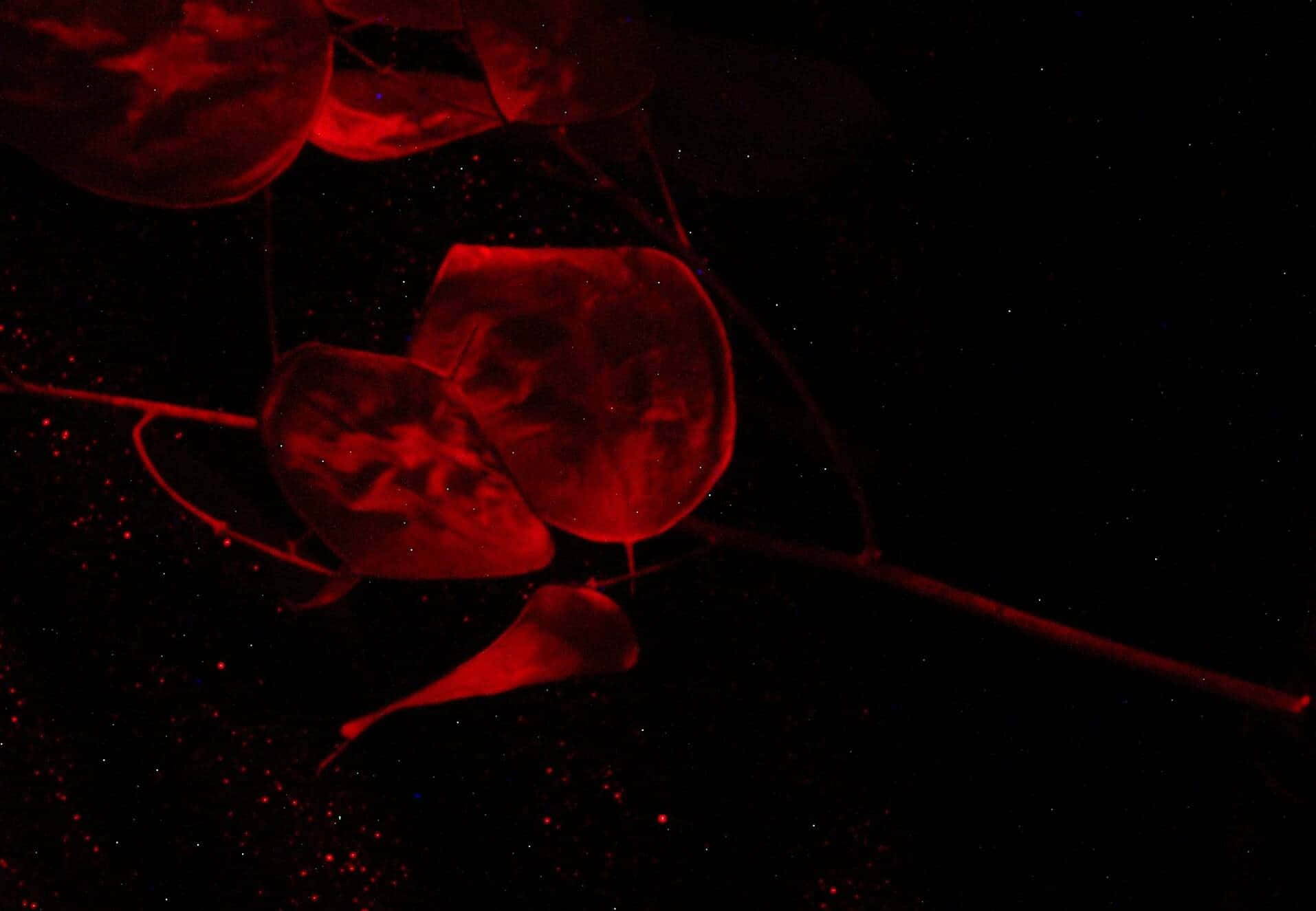 Misteryosong Namumukad na Madilim na Bulaklak na Background Wallpaper