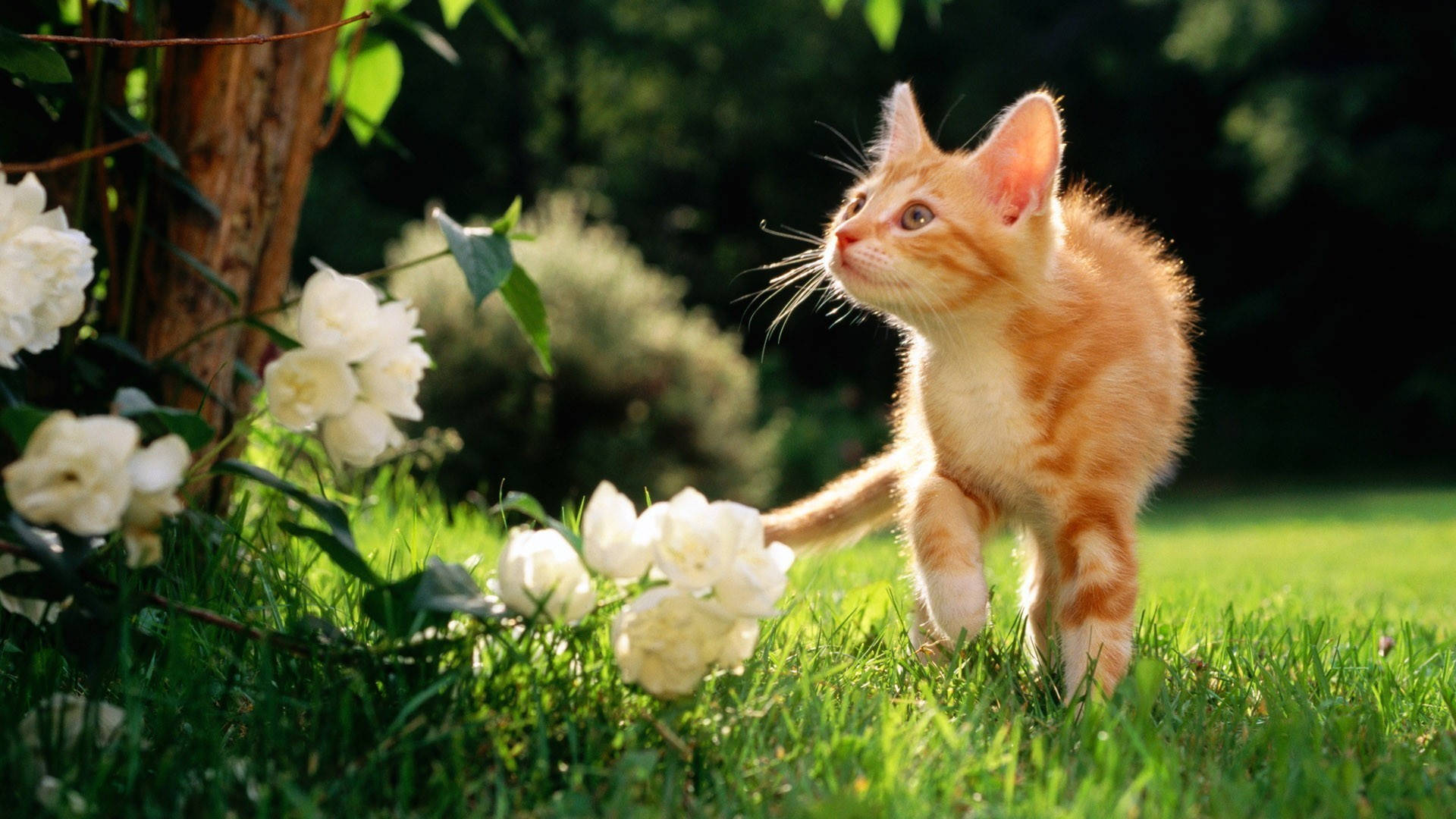 Miyaw na Pusa sa Tagsibol Wallpaper