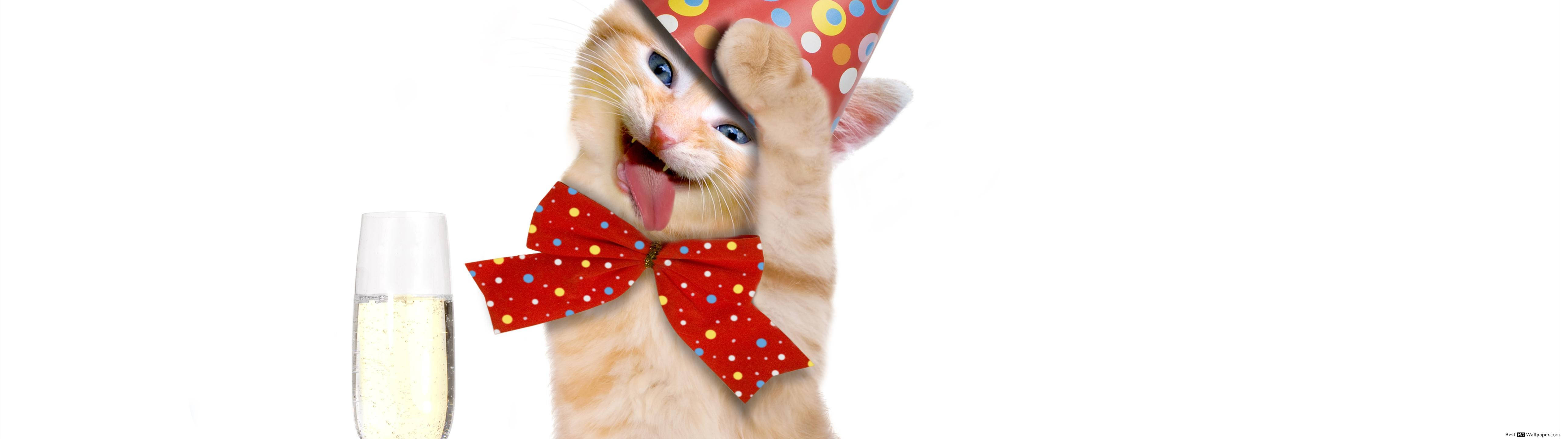 Miyuting Paderpiktyur na Pusa Wallpaper