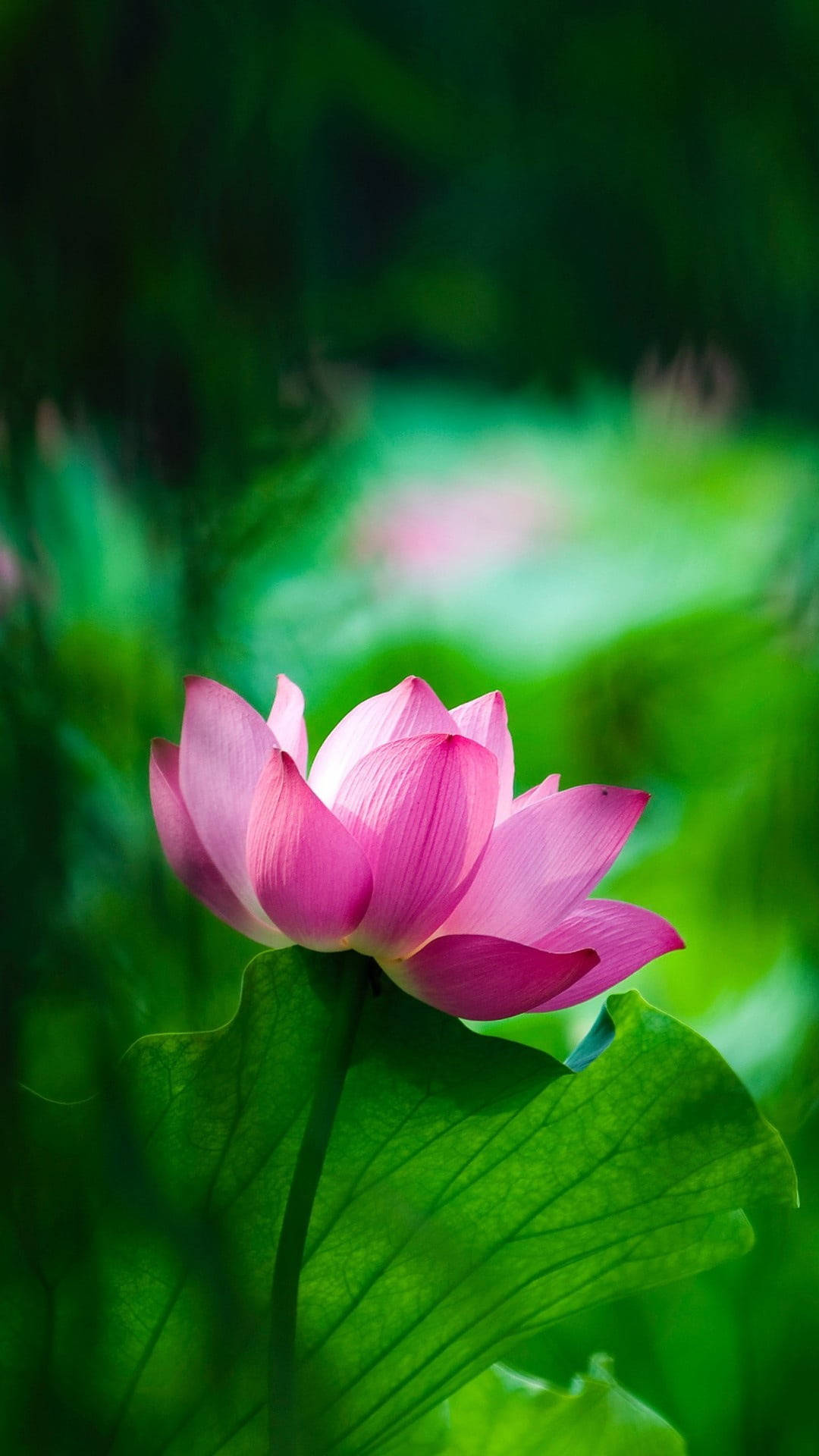 Mobile na Bulaklak ng Rosas na Lotus Wallpaper