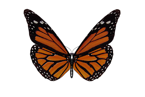 Monarch Butterfly Itim na Background.JPG Wallpaper